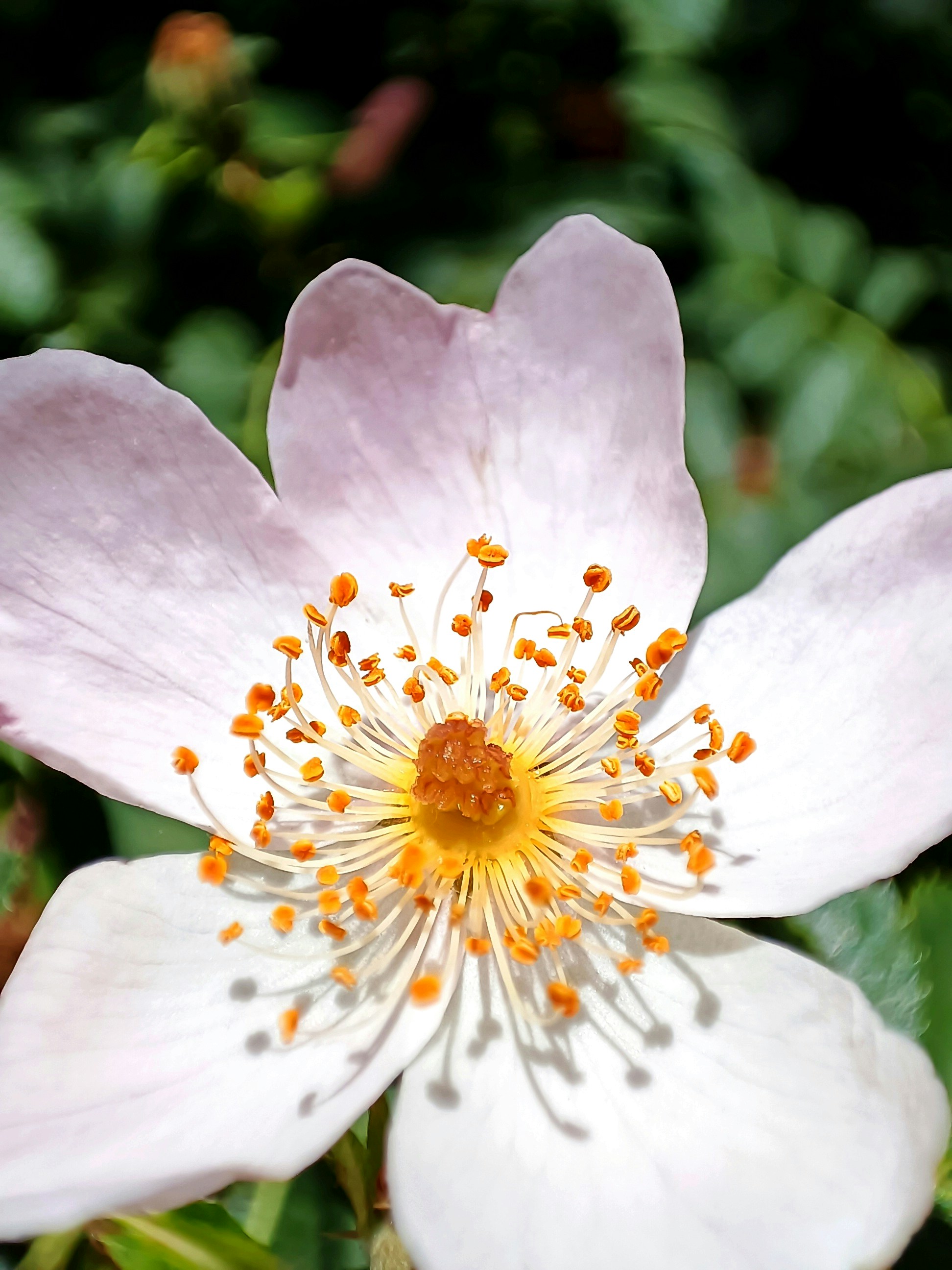 Photo by alirezamoslehii