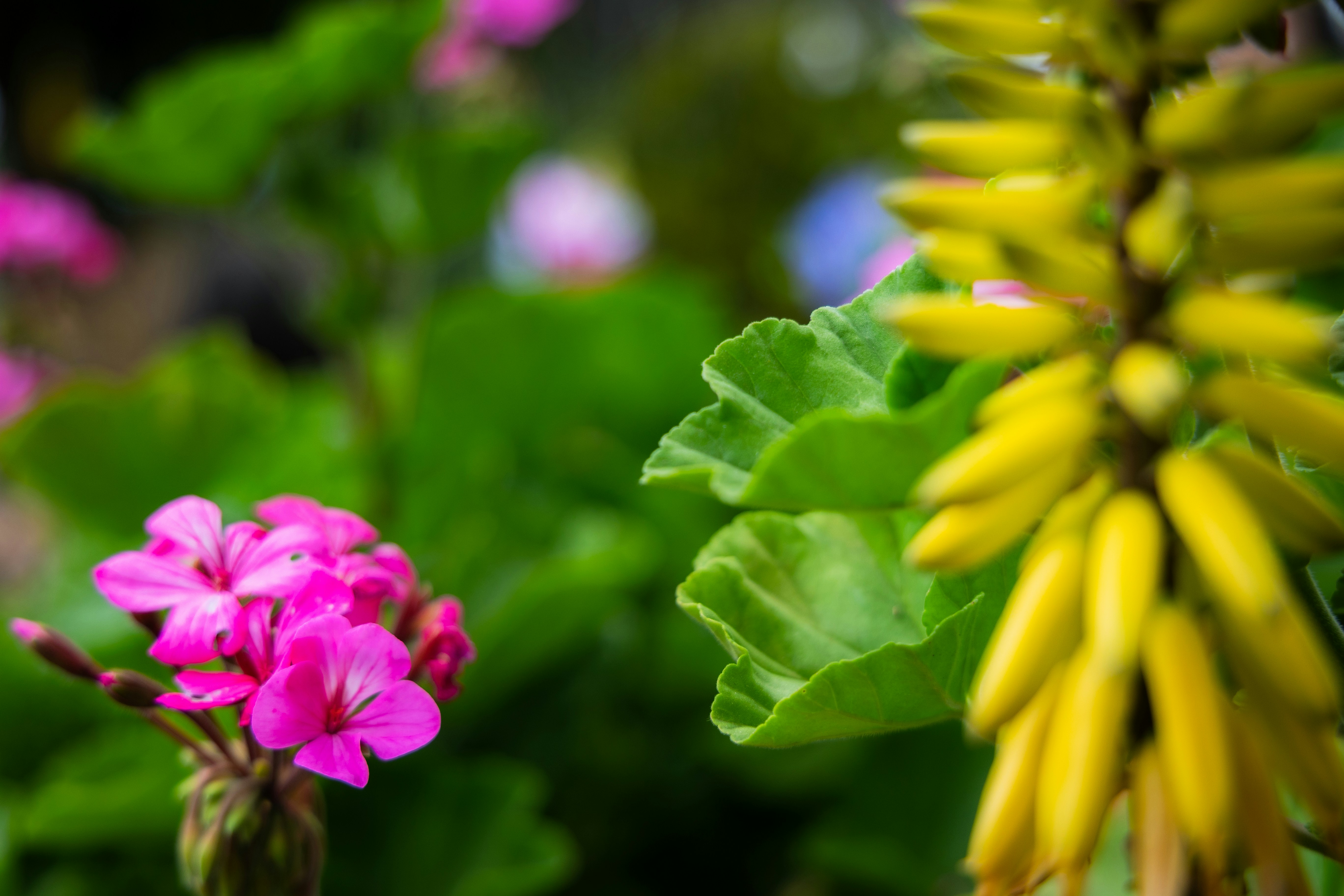 Photo by danieljerez