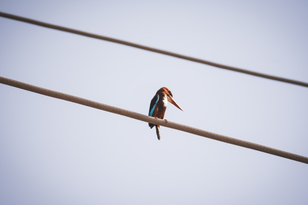 a small bird sitting on top of a power line