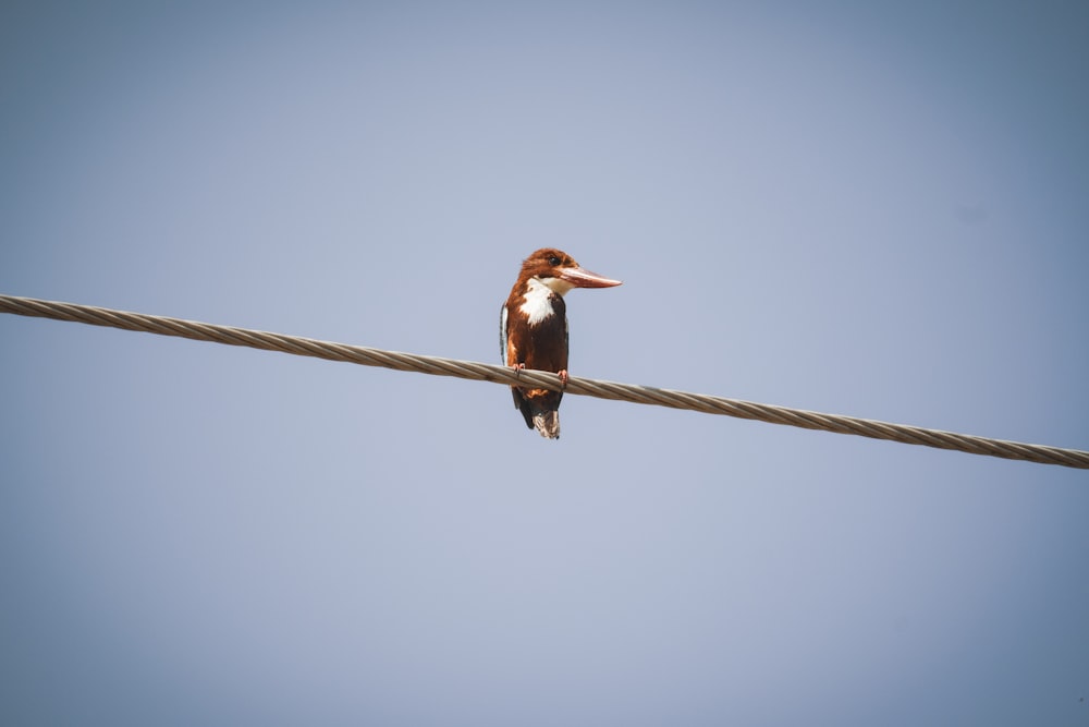 a bird sitting on a wire with a sky background