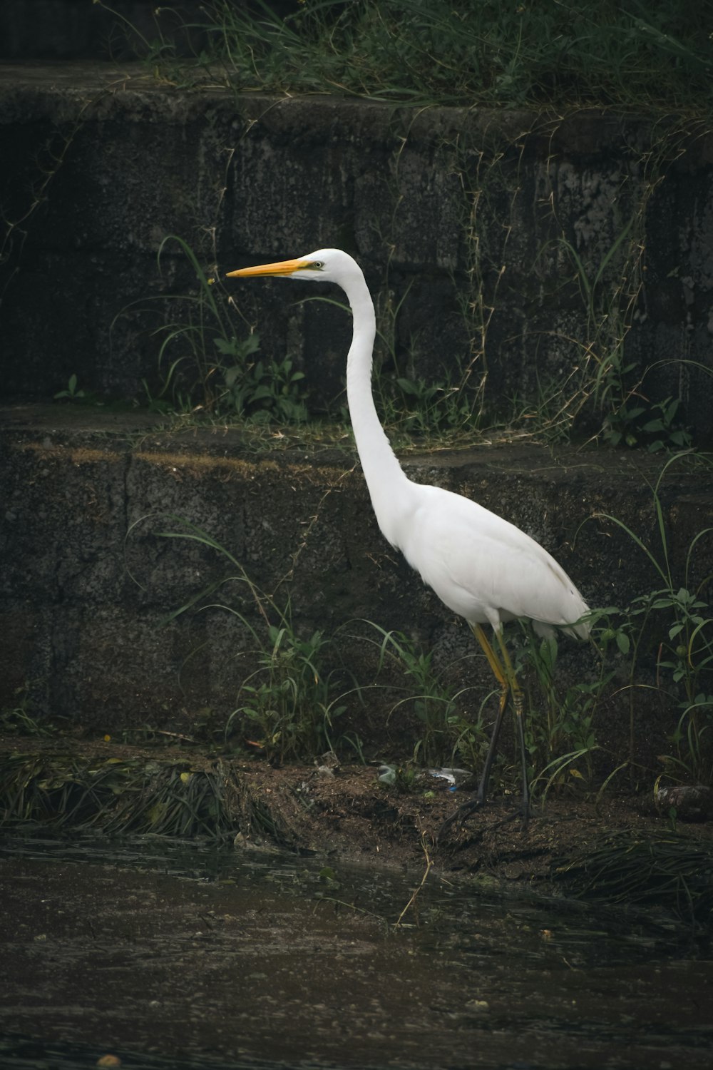 a white bird with a long neck standing in the water