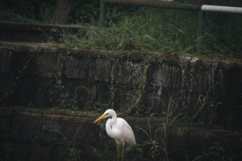 a white bird with a long yellow beak