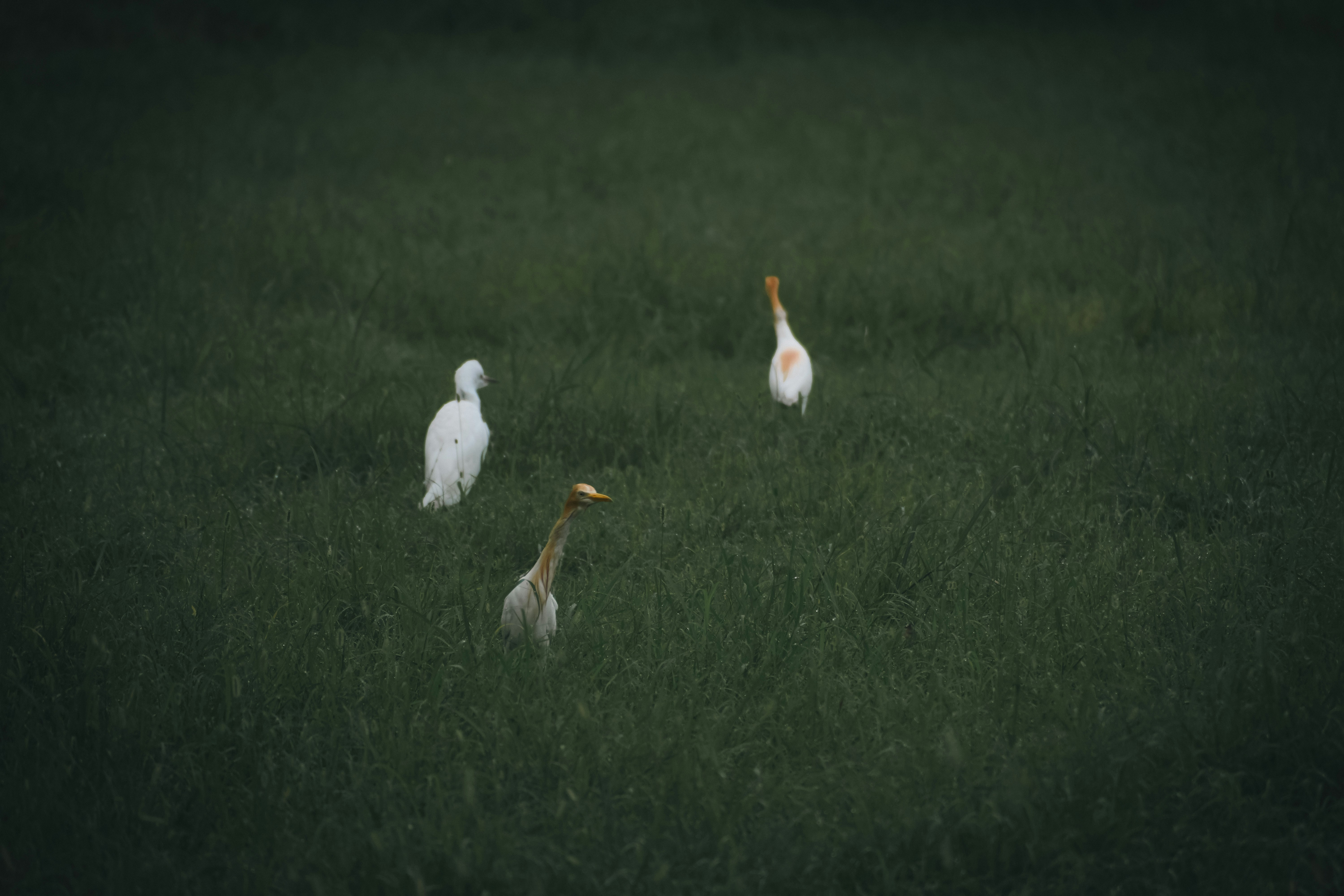 Photo by garv_4