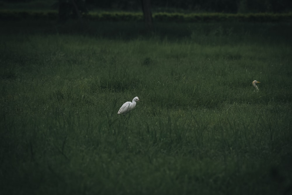 a couple of white birds standing on top of a lush green field