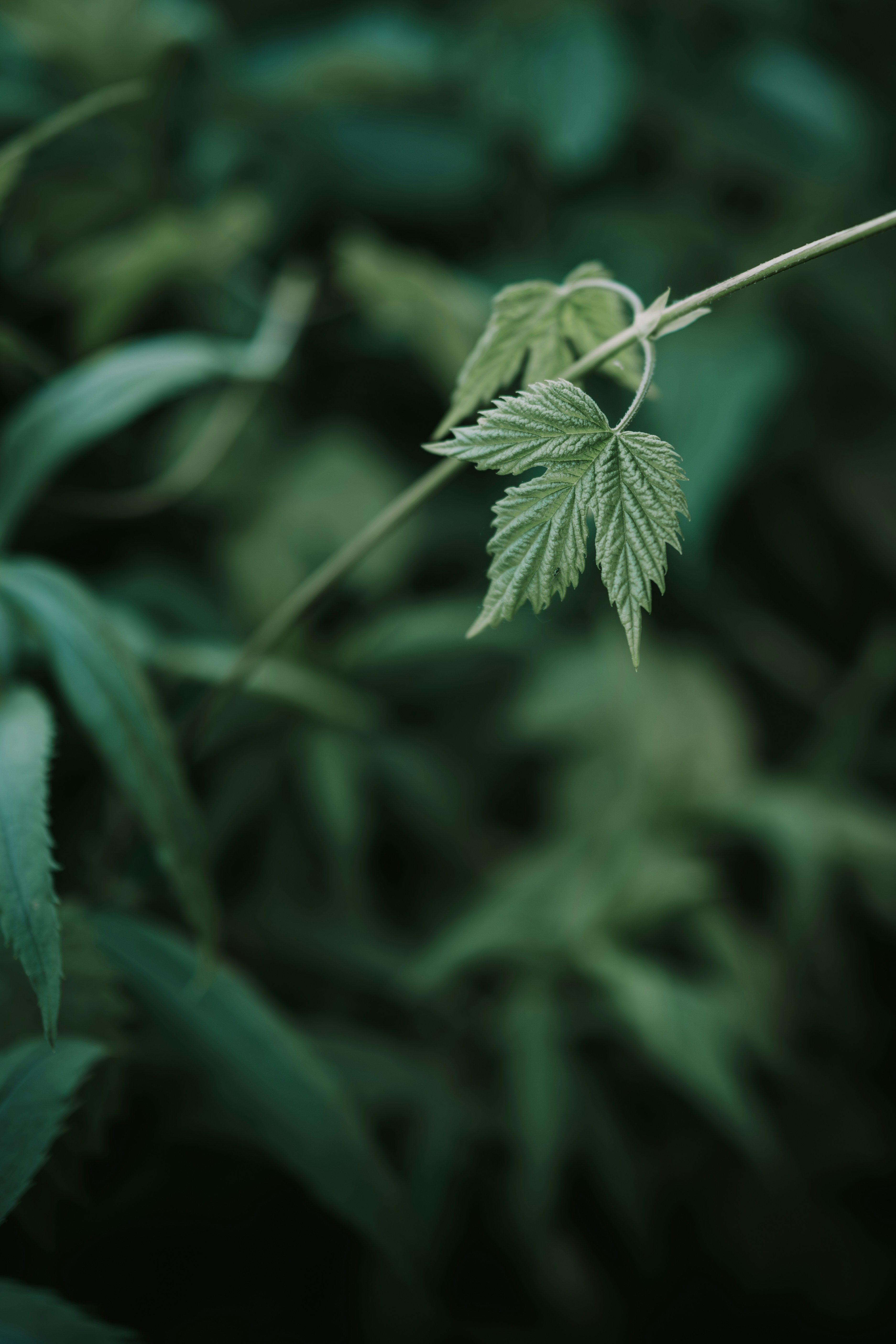a close up of a leaf on a plant