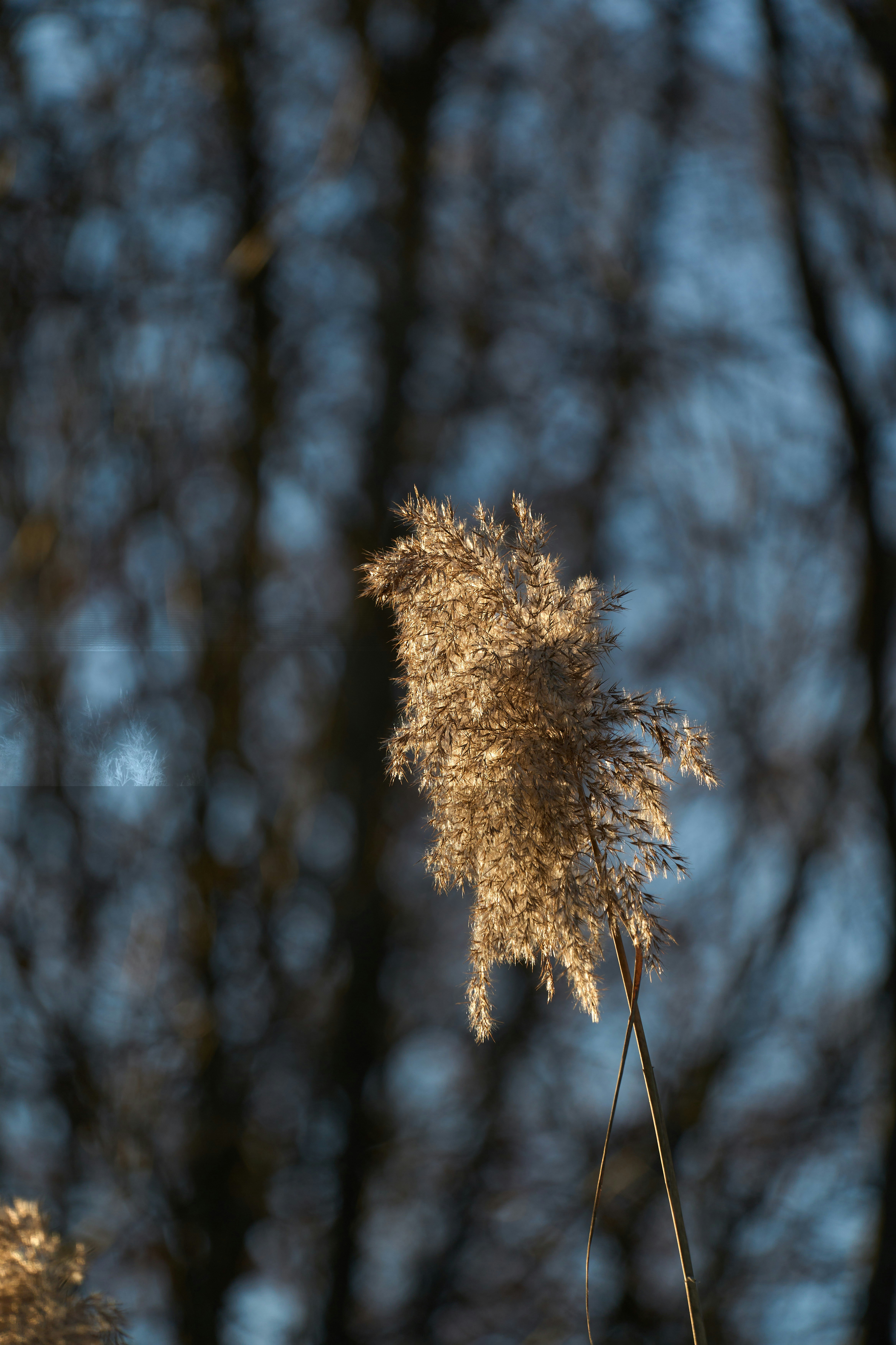 Photo by wolfgang_hasselmann