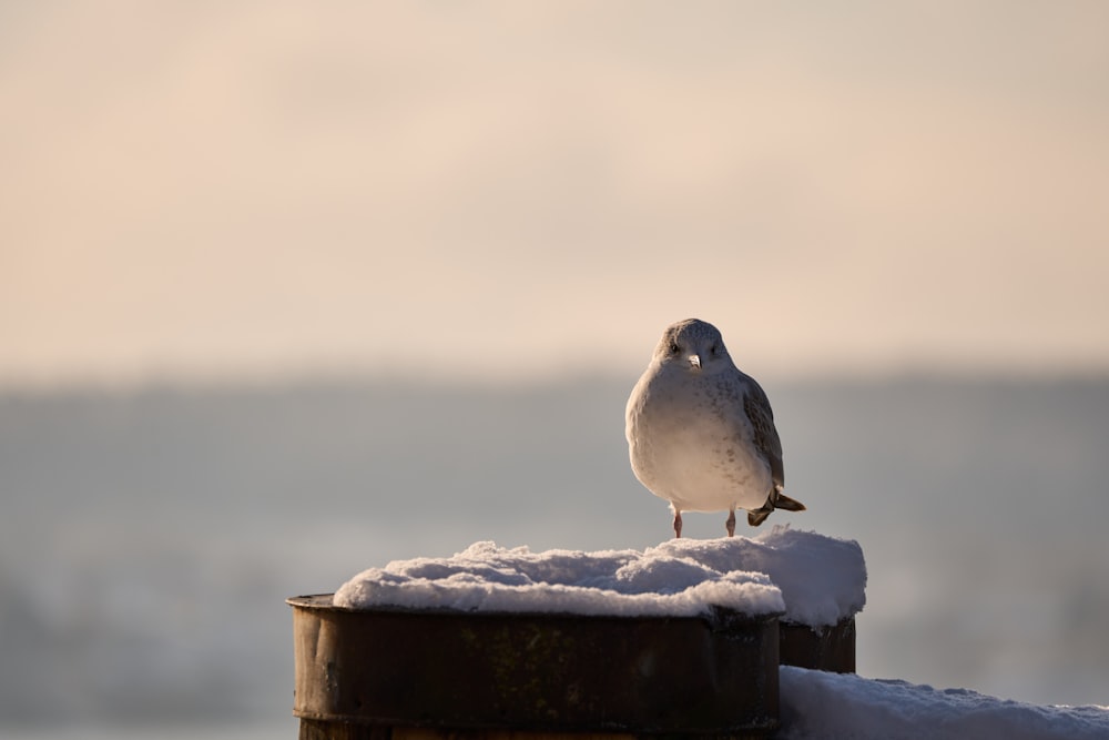 a seagull sitting on top of a metal pole covered in snow