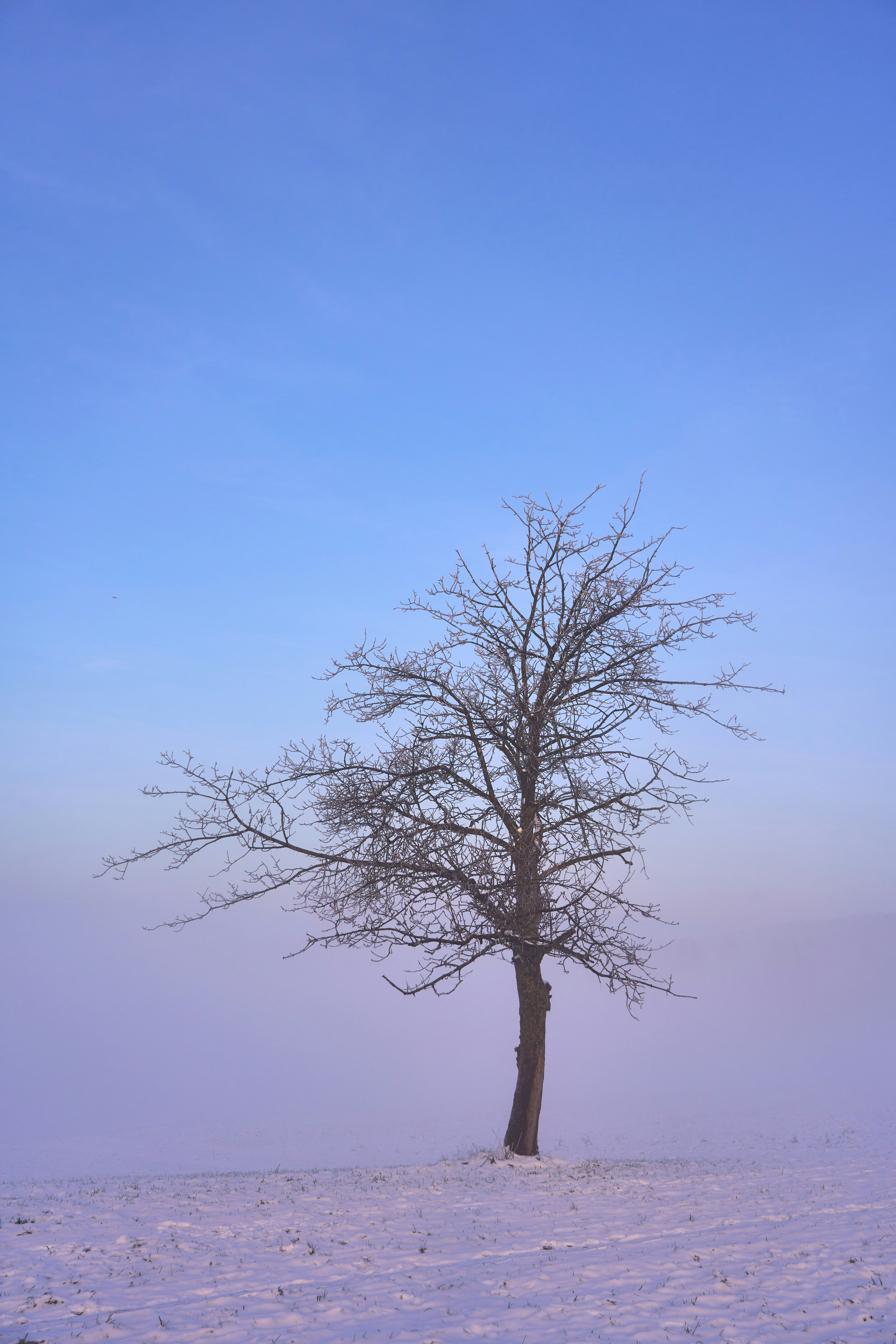 Photo by wolfgang_hasselmann