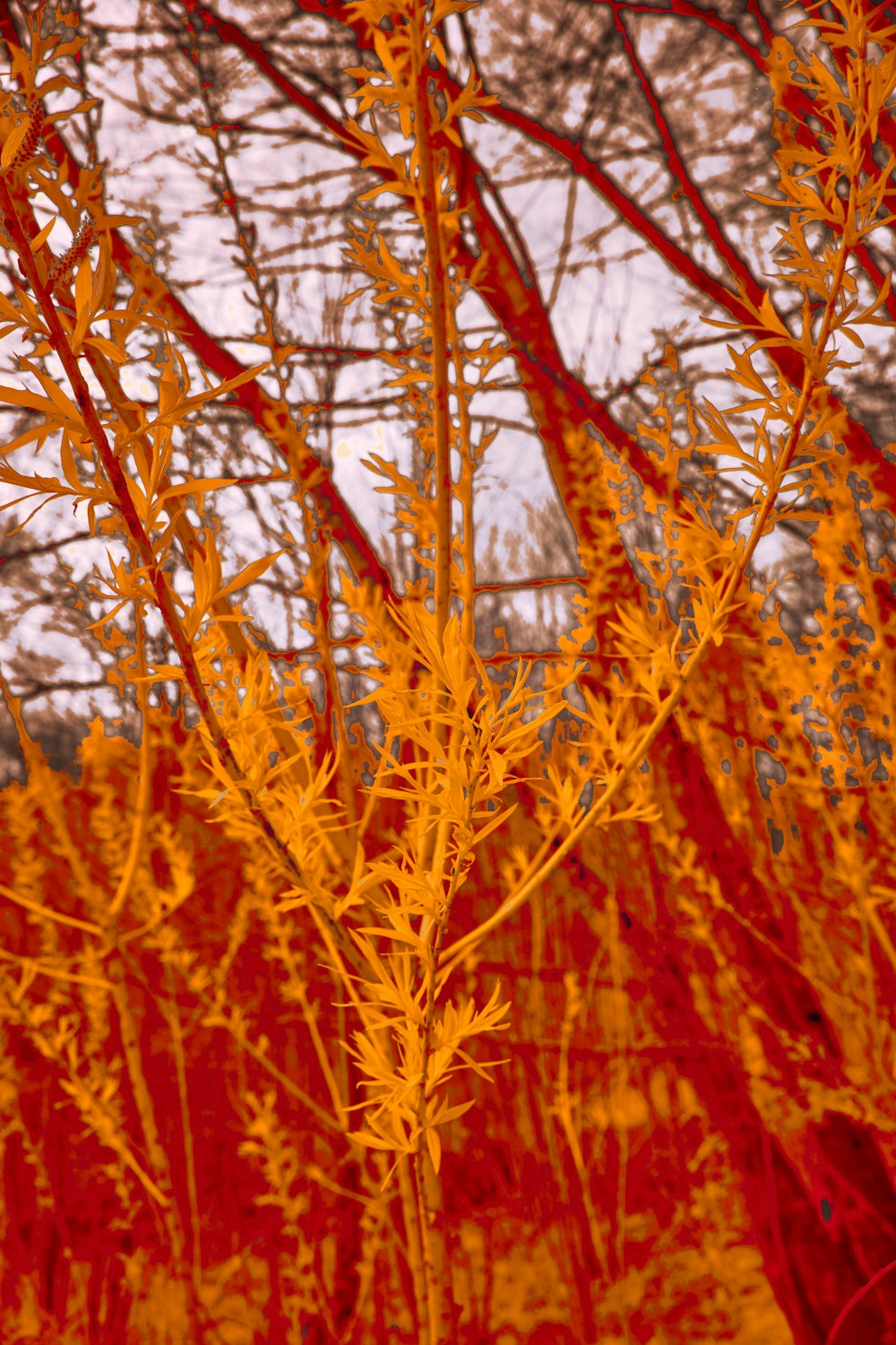 a picture of a bunch of trees in a field