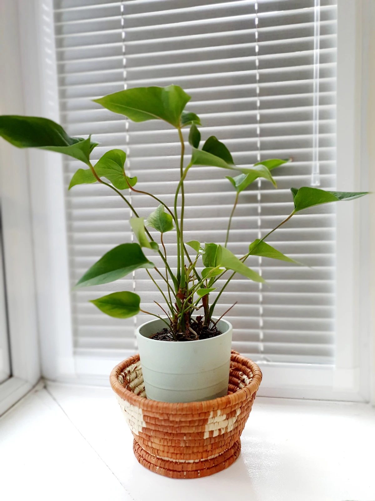 Pothos on a window sill — climbing or trailing, the species adapts to almost any vertical orientation a UK home offers it