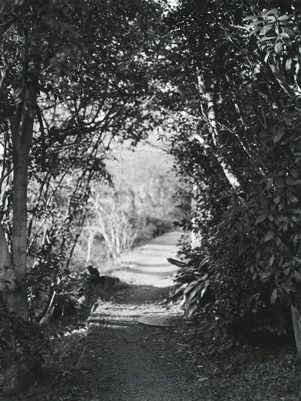 a black and white photo of a path through some trees