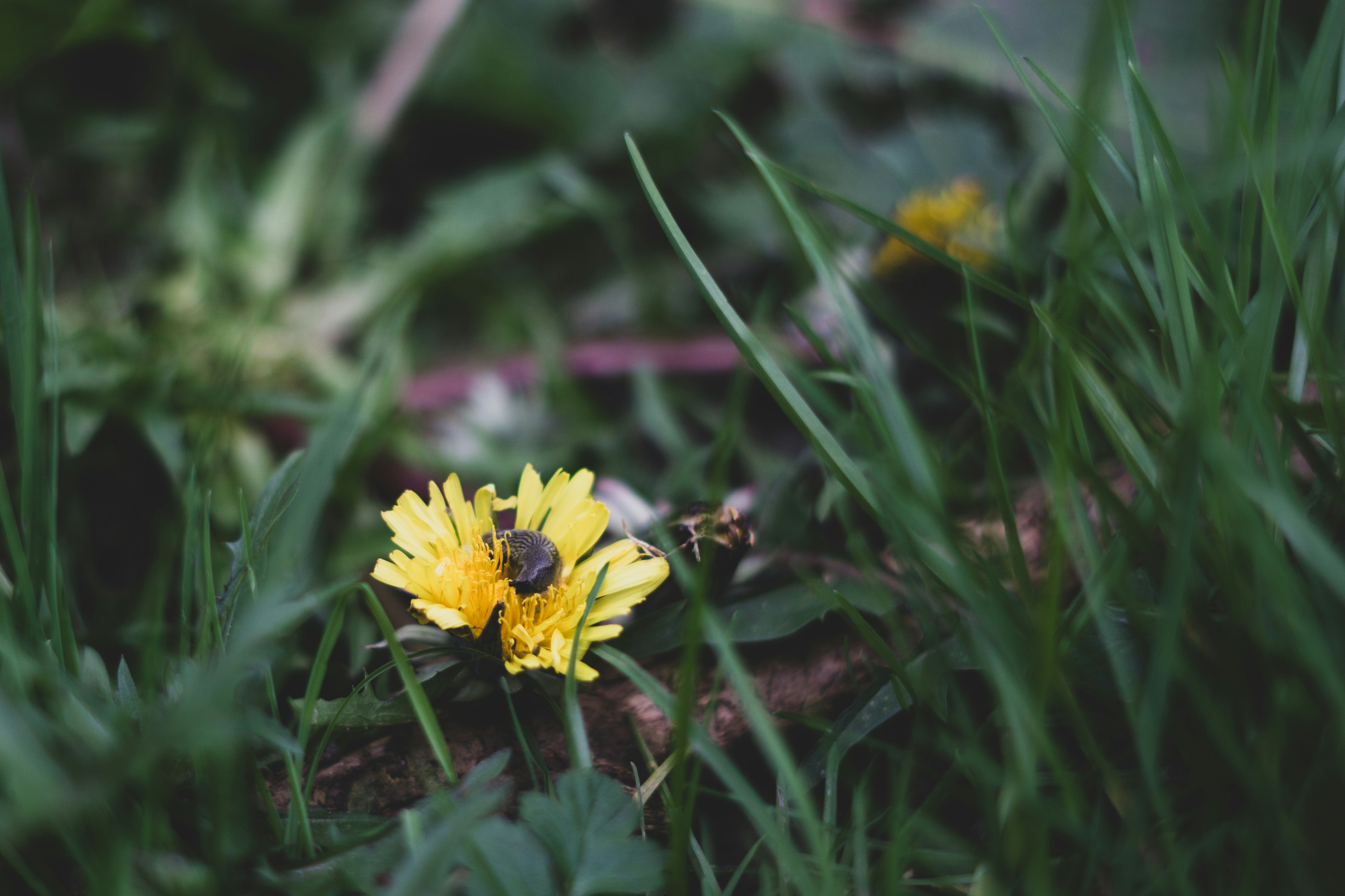 Photo by robertschwarz