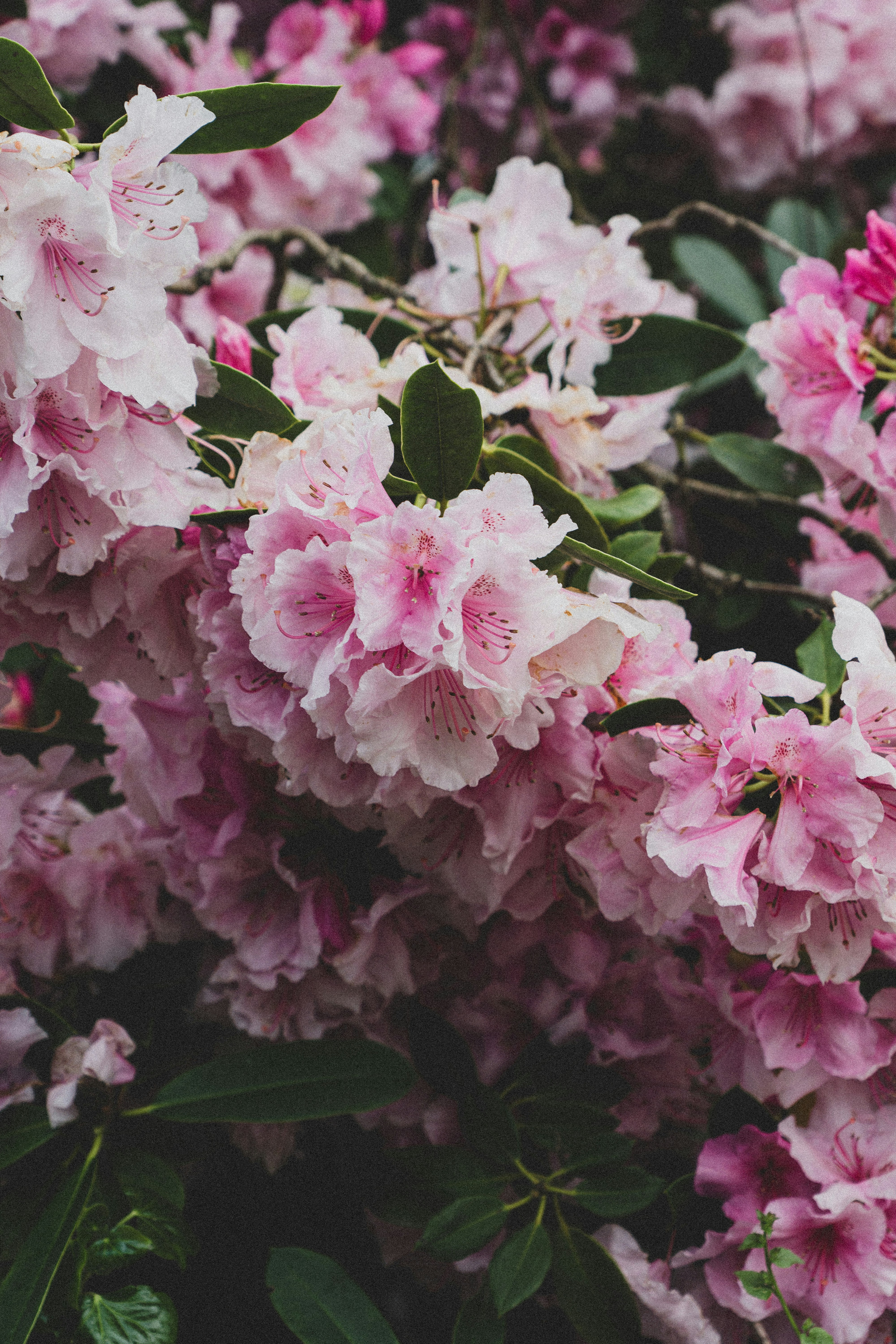 Photo by robertschwarz