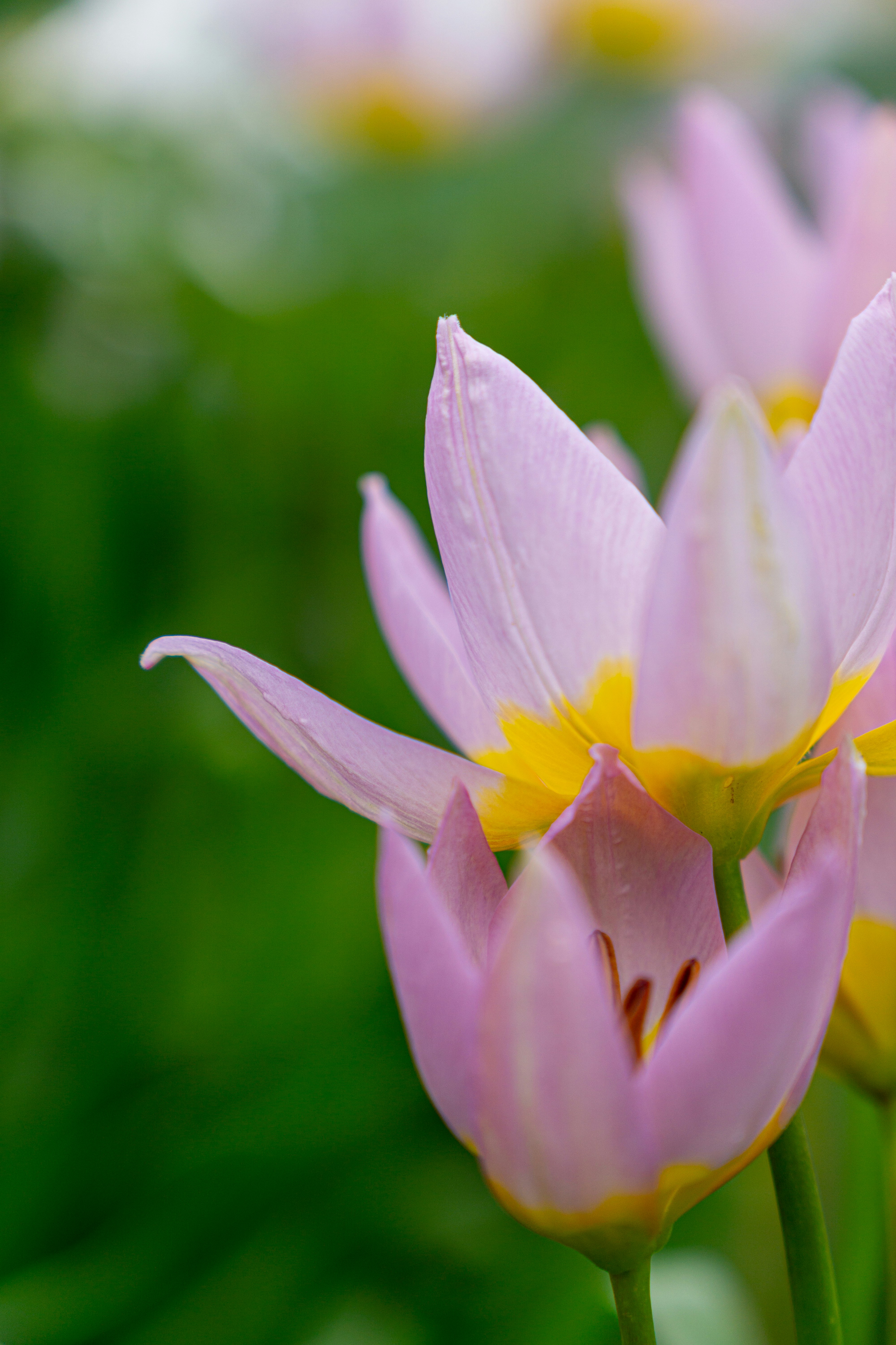 Photo by robertschwarz