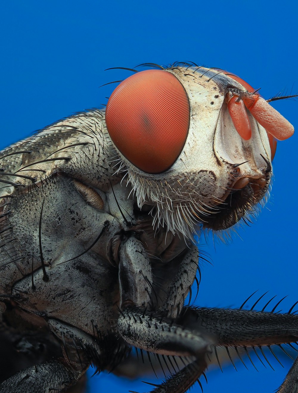 a close up of a fly with a blue background