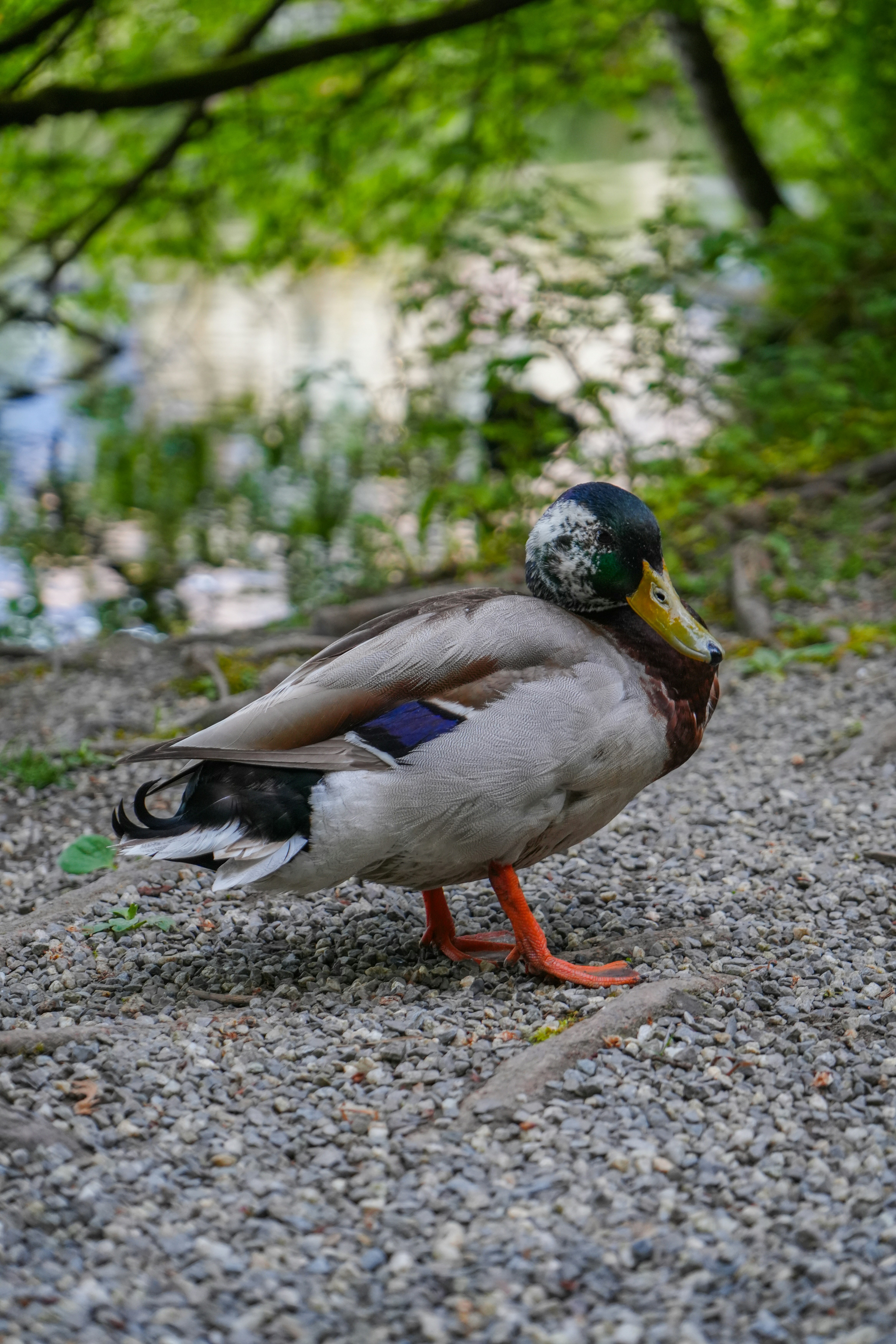 a duck standing on a gravel road next to a body of water