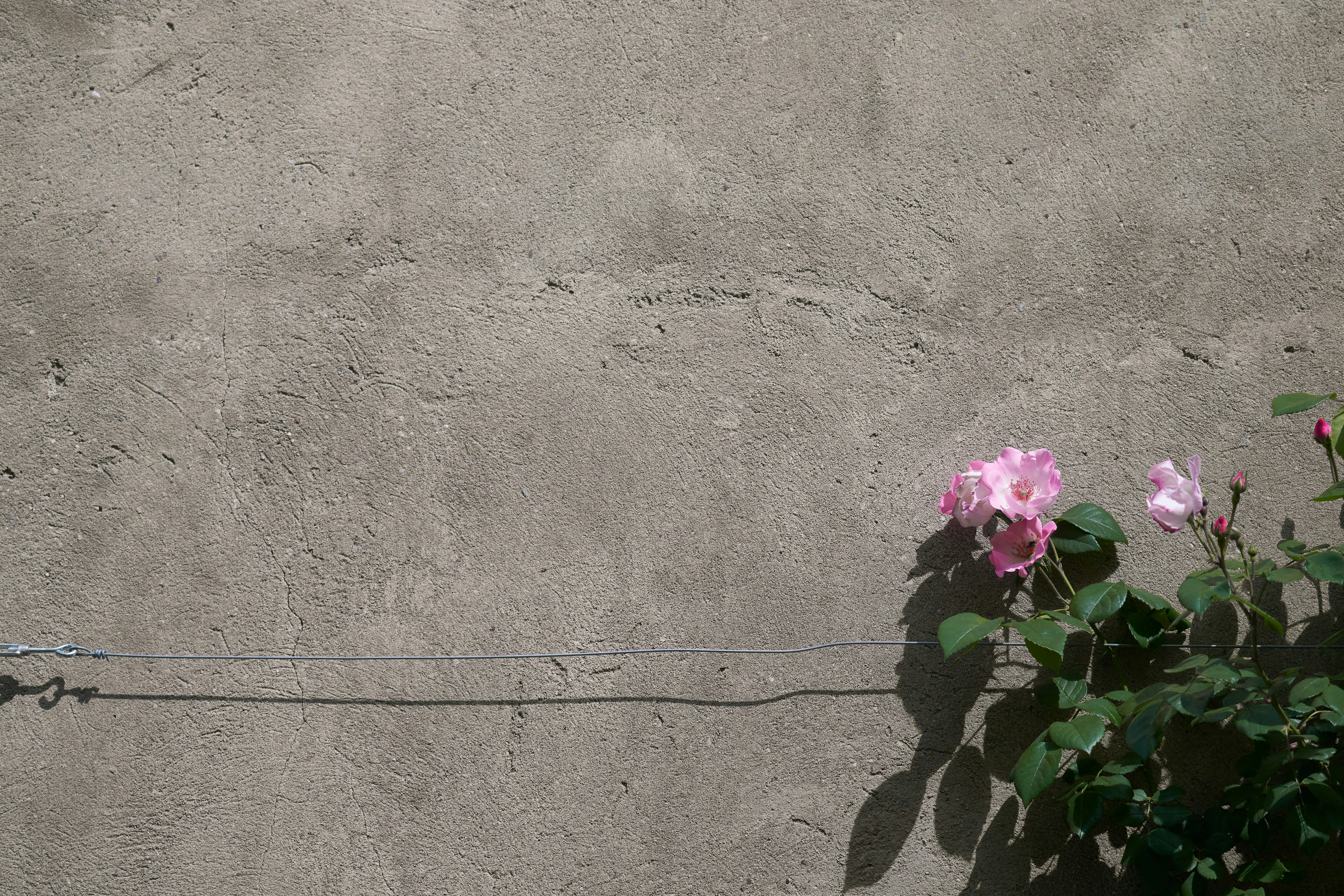 some pink flowers are growing on a concrete wall