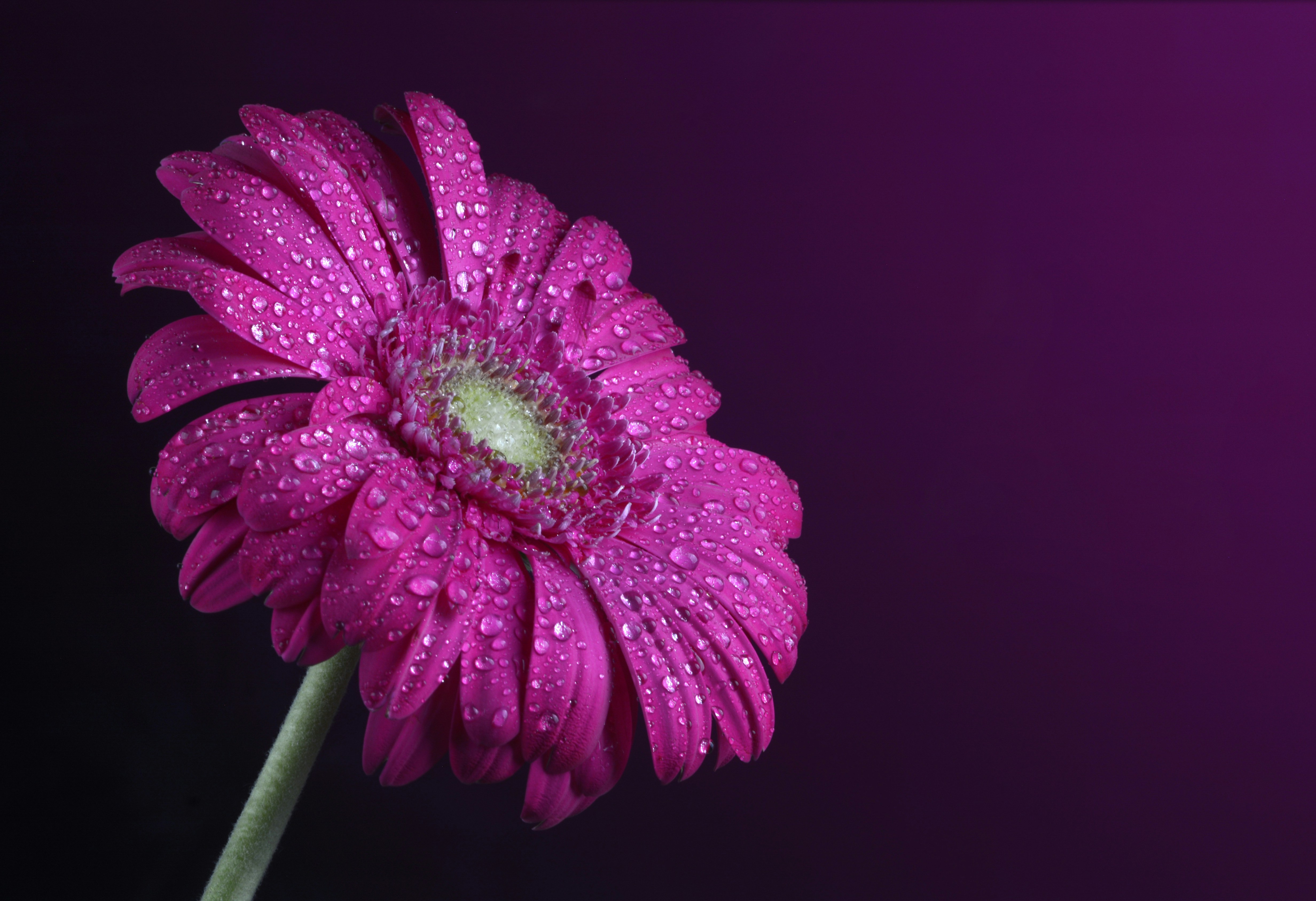 a purple flower with water droplets on it