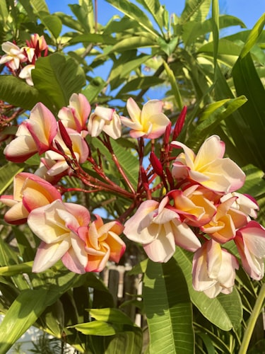 Frangipani canopy tree
