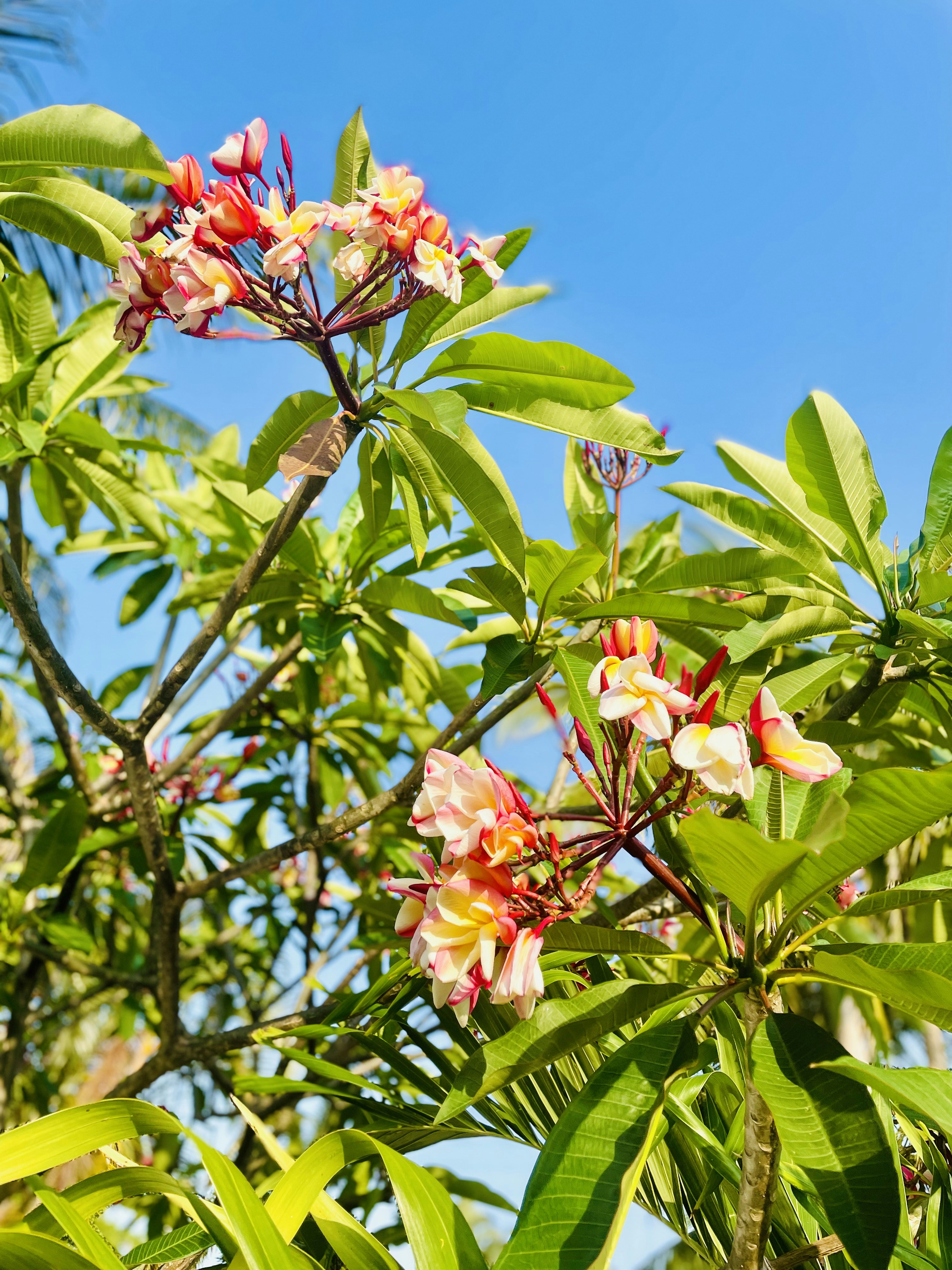 Photo by melissamullinator