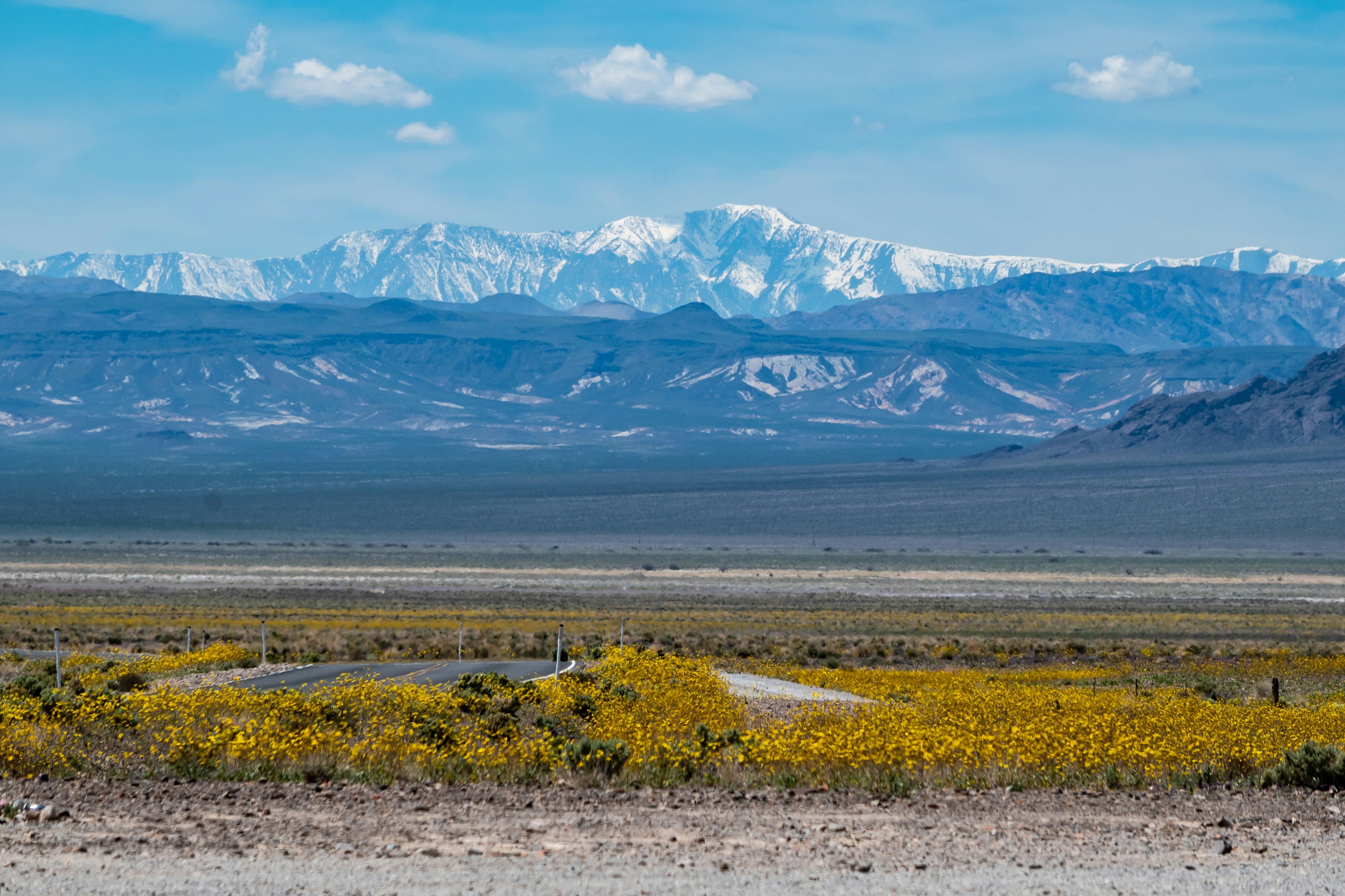 Wildflower bloom in Ash Meadowns, Death Valley National Park with Telescope peak