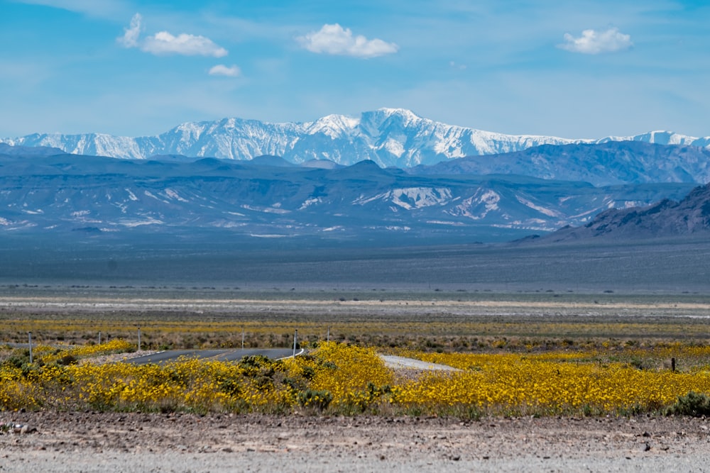 a mountain range in the distance with yellow flowers in the foreground