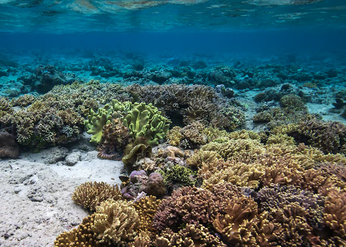 Korallenriff im flachen, klaren Wasser Indonesiens