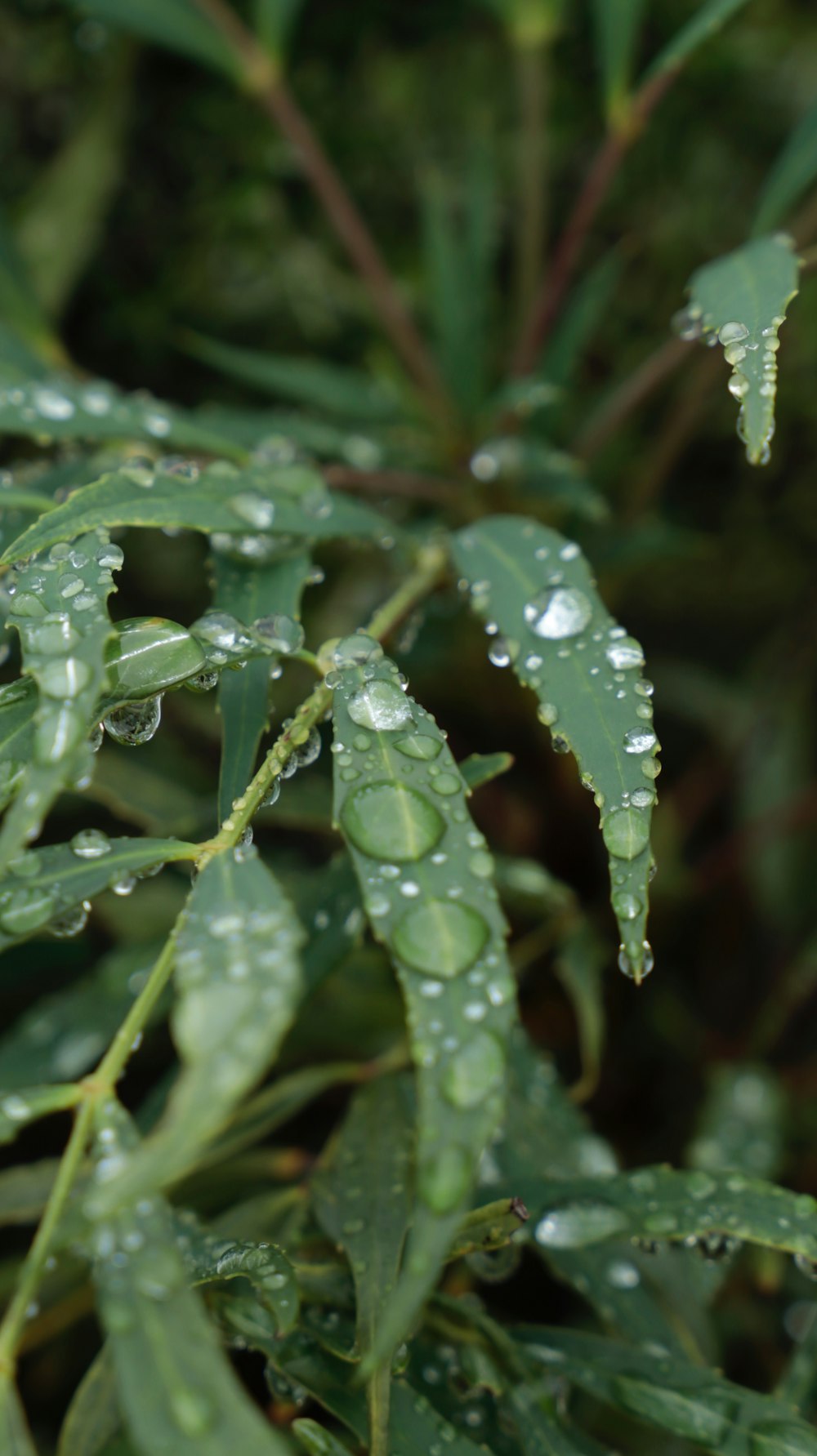 a close up of a plant with water droplets on it