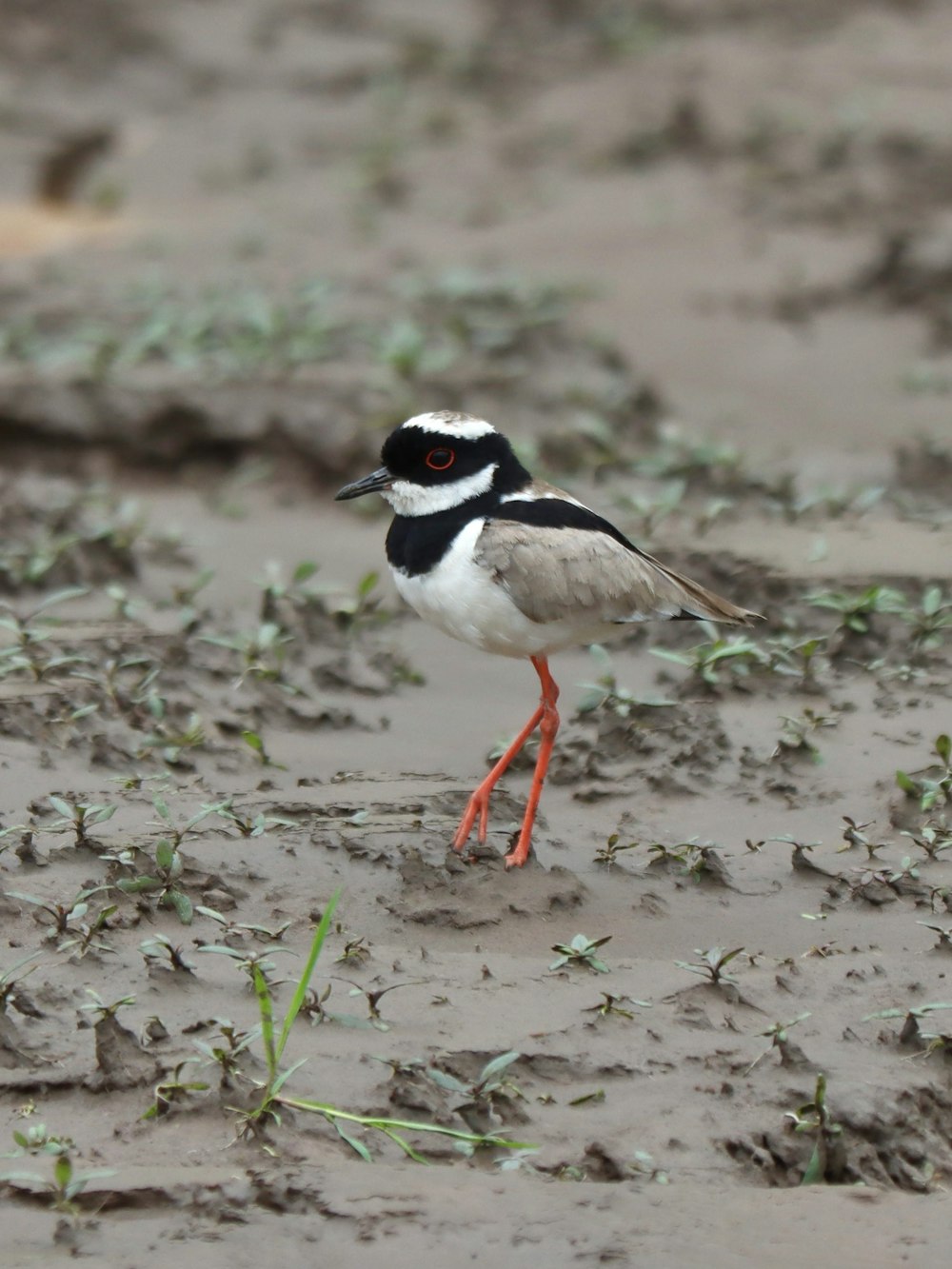 a black and white bird standing in the sand