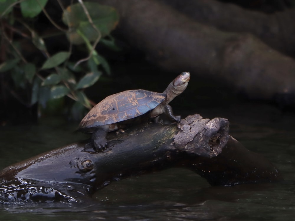 a turtle sitting on top of a log in the water