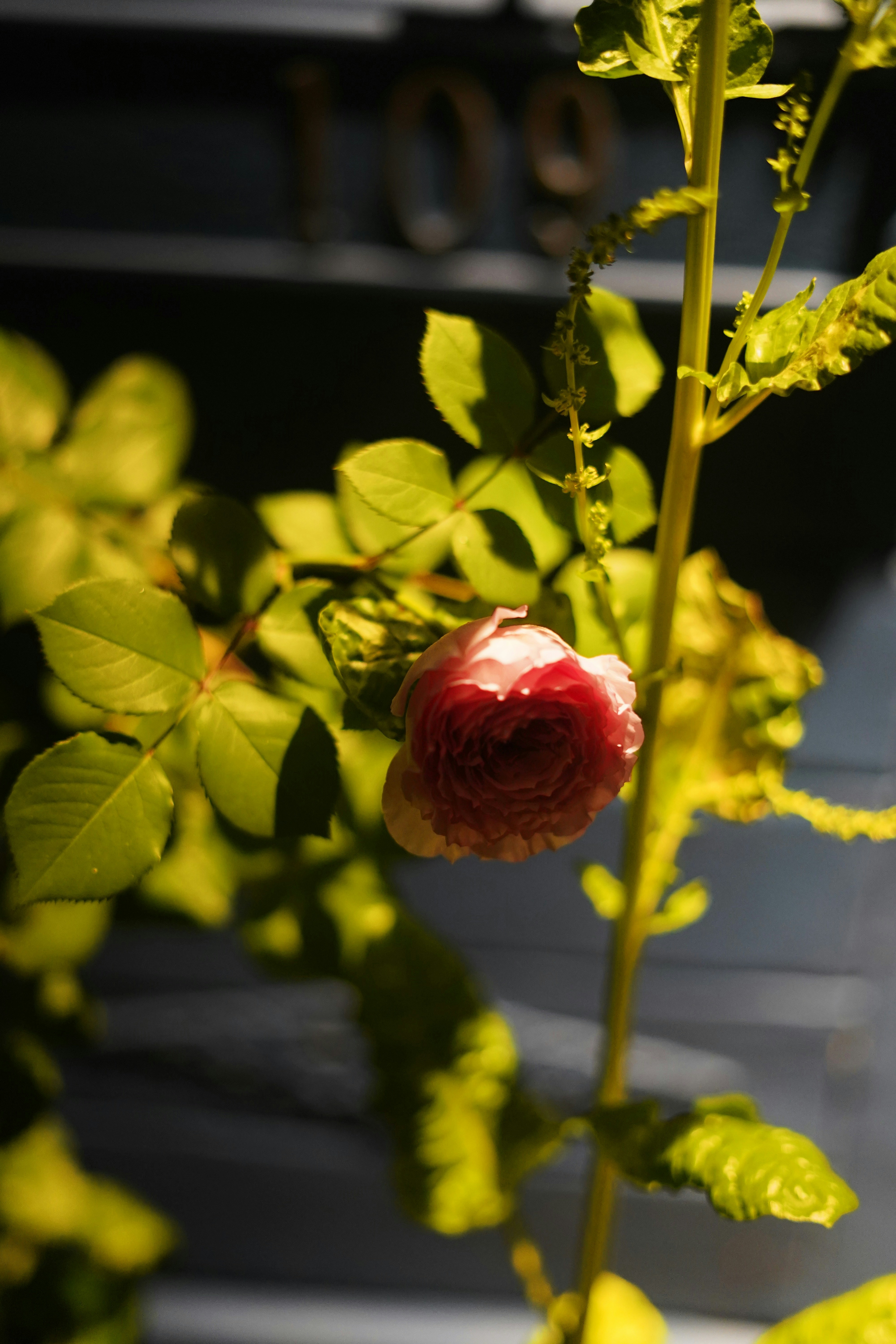 a flower that is growing in a pot