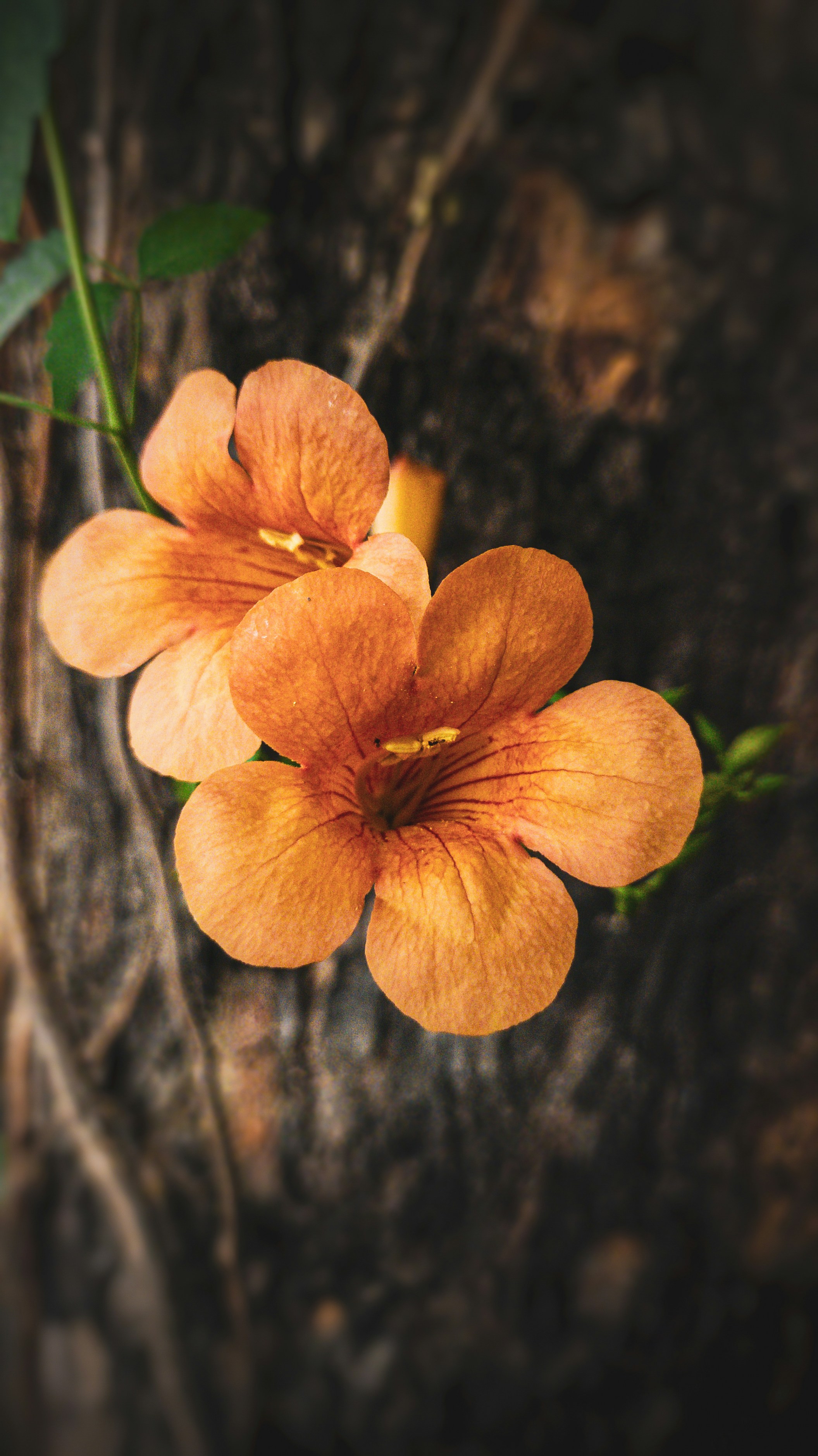 a close up of two orange flowers on a tree