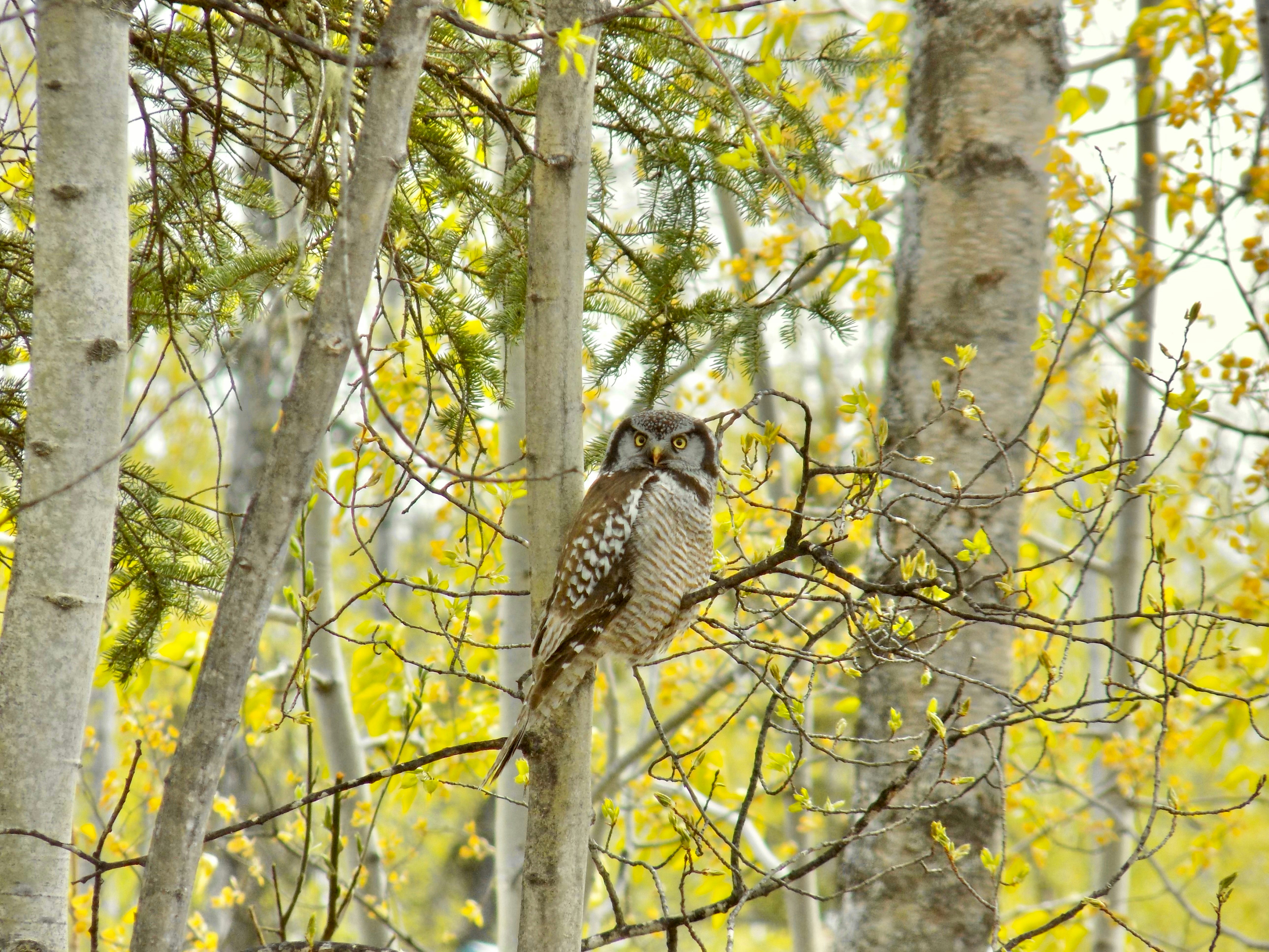 an owl perched on a tree branch in a forest