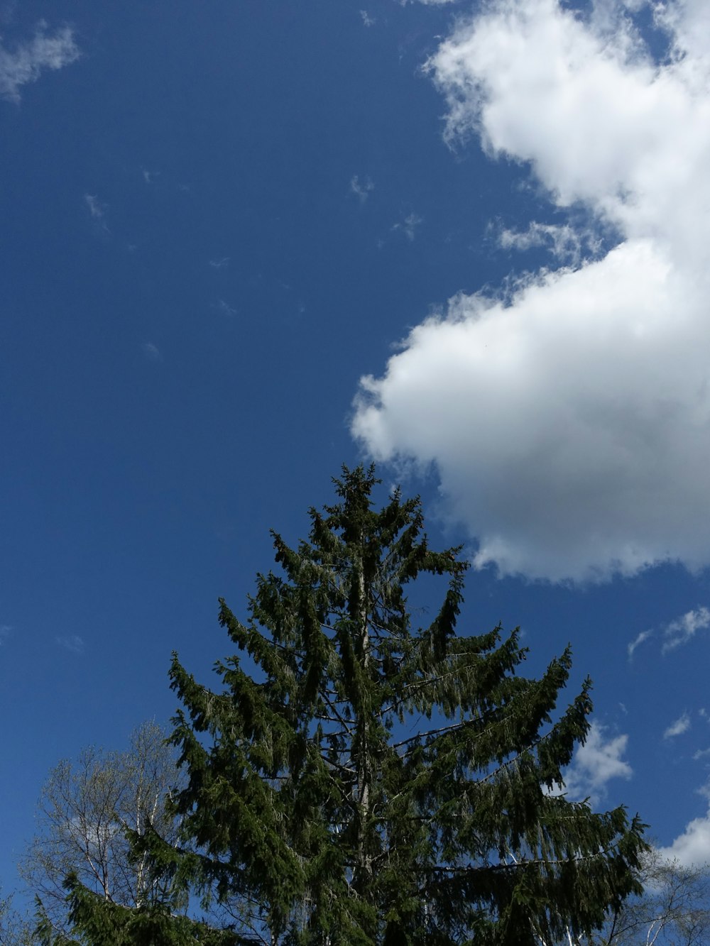 a tall pine tree sitting under a cloudy blue sky