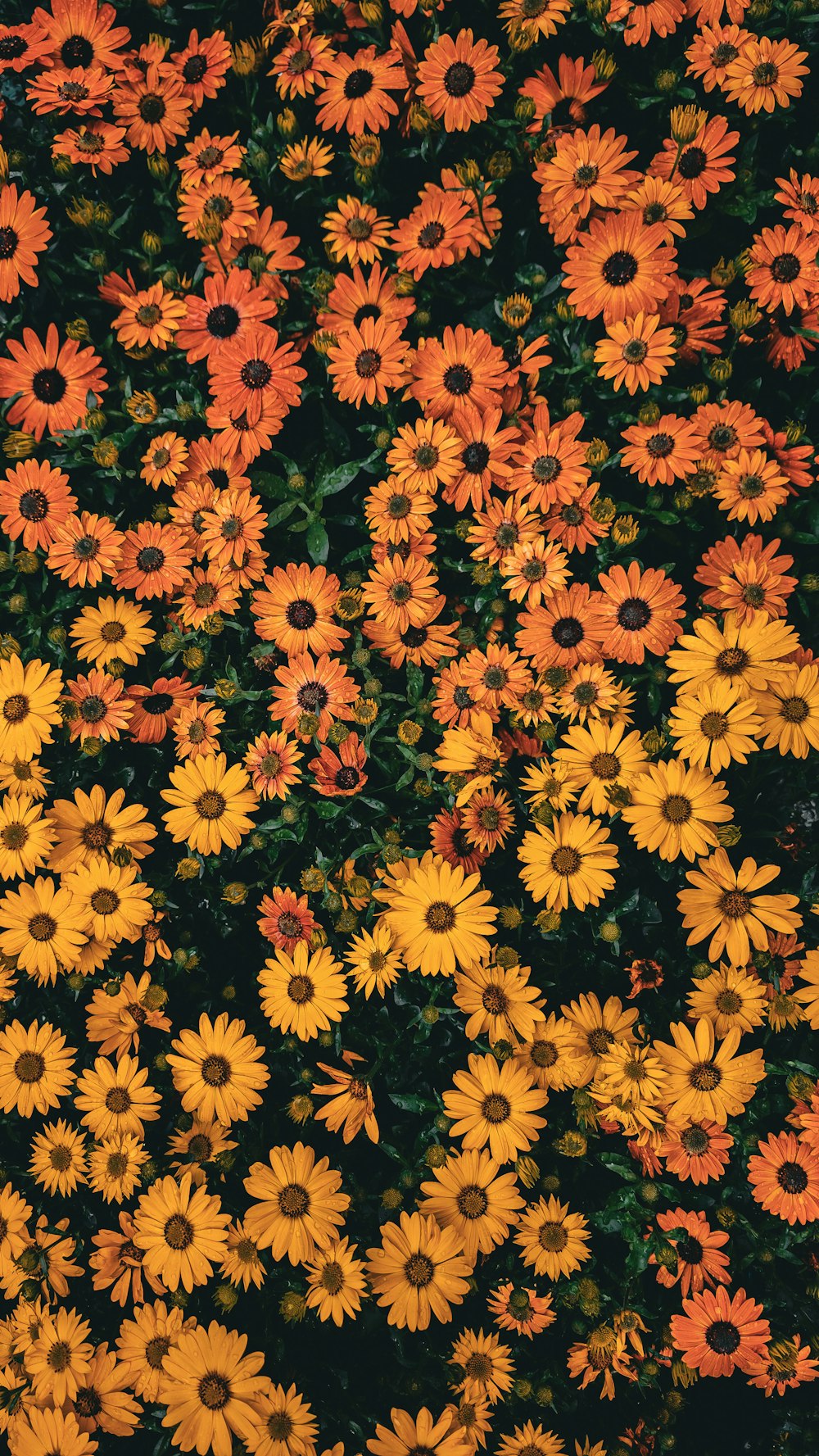 a bunch of yellow and orange flowers in a field