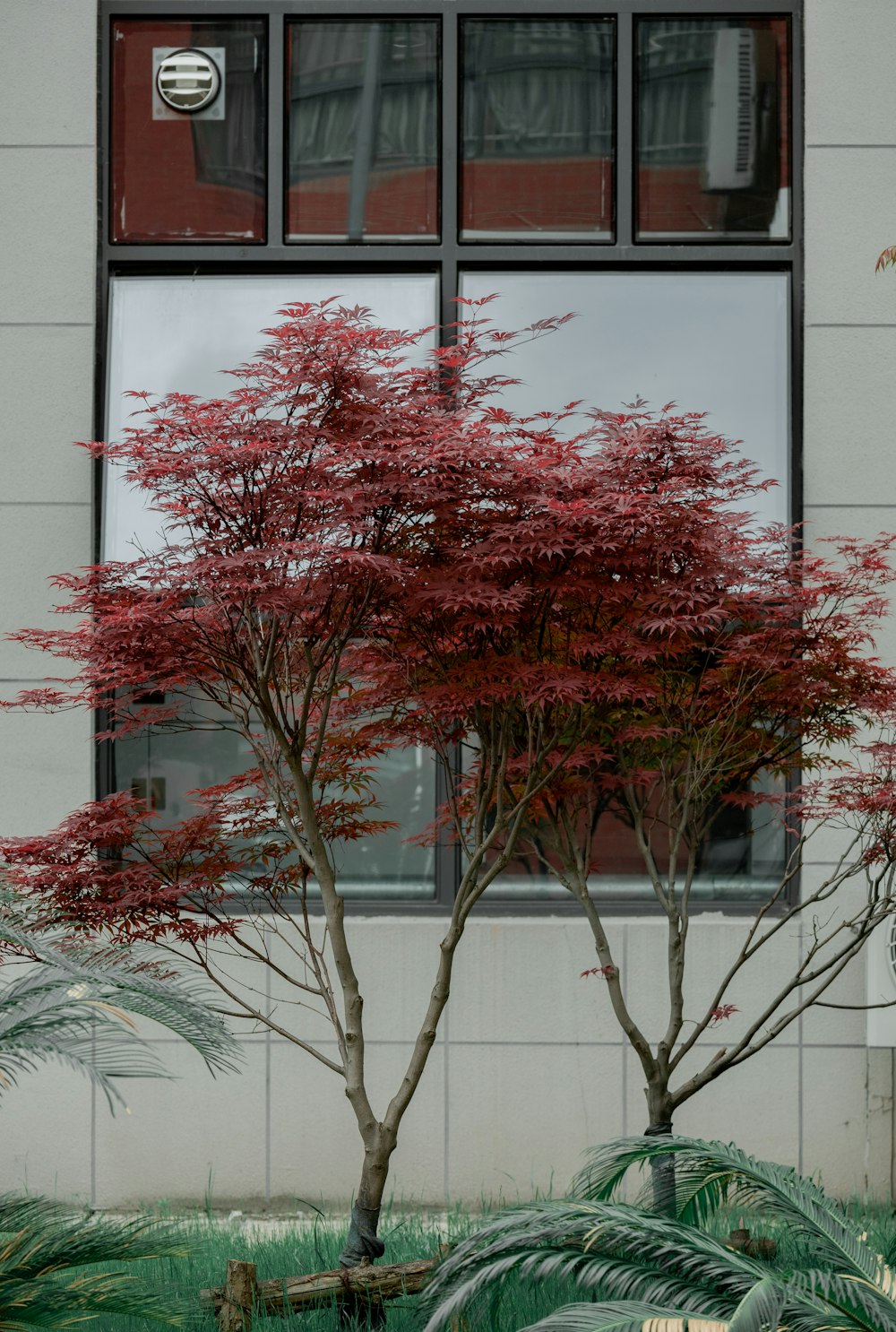 a red tree in front of a window