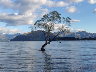 a lone tree in the middle of a lake