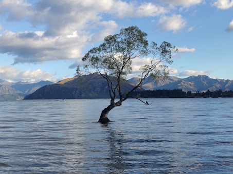 a lone tree in the middle of a lake