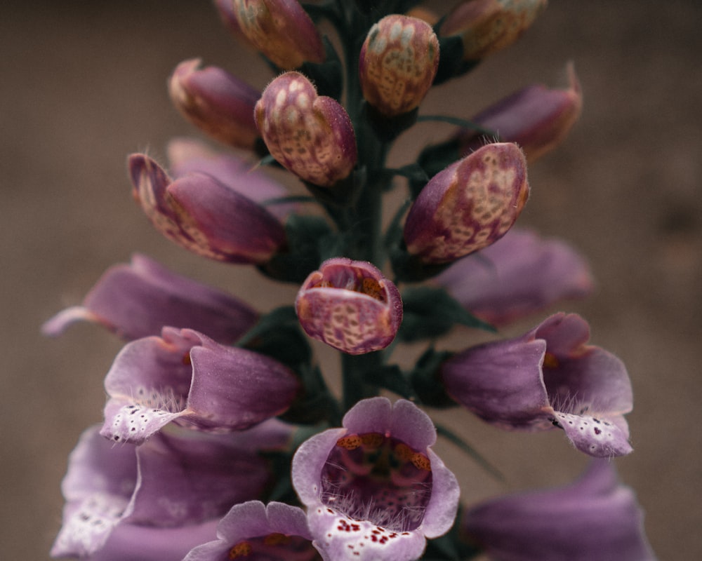 un primer plano de una flor púrpura en una planta