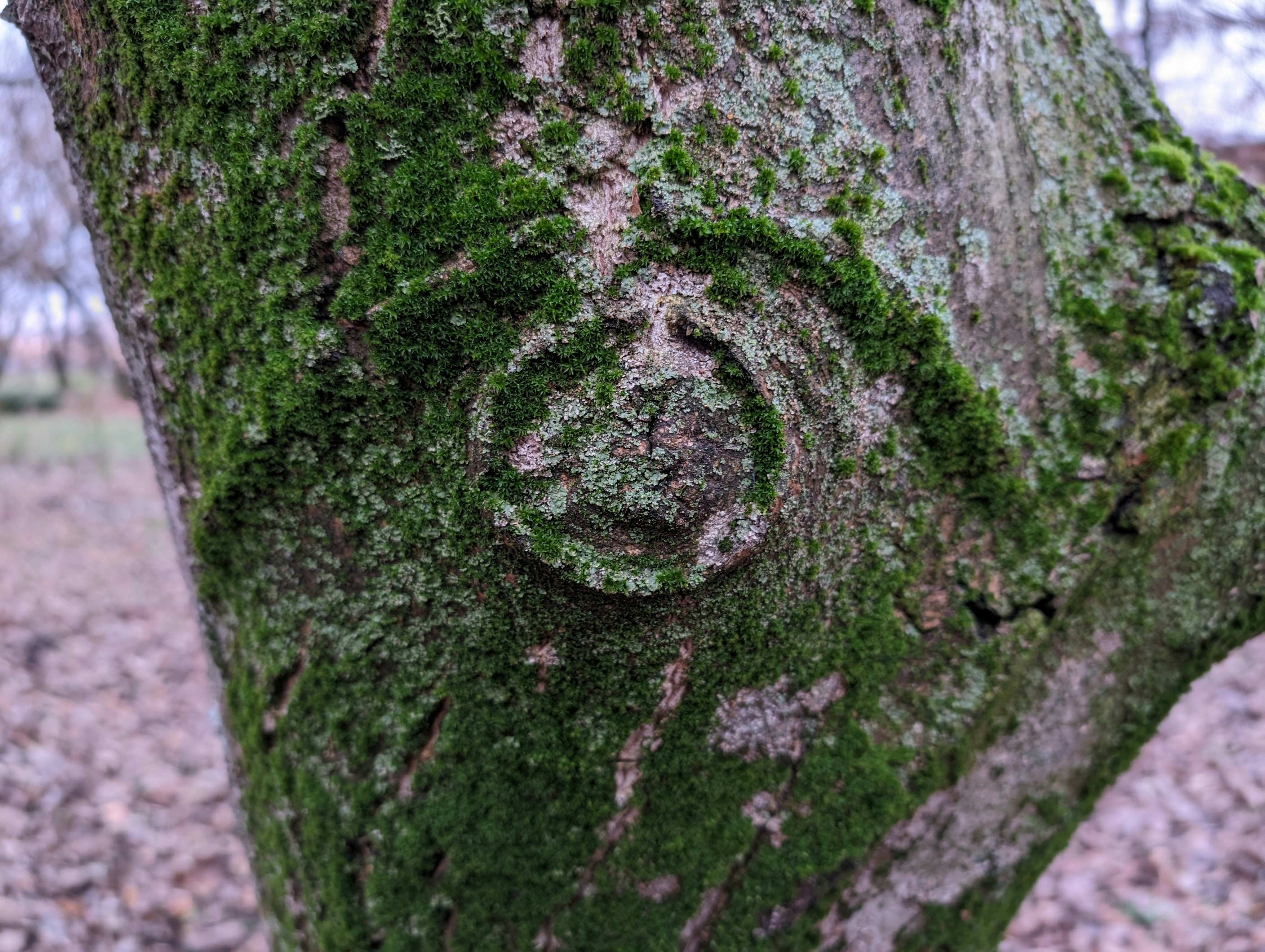 tree growing around a wound