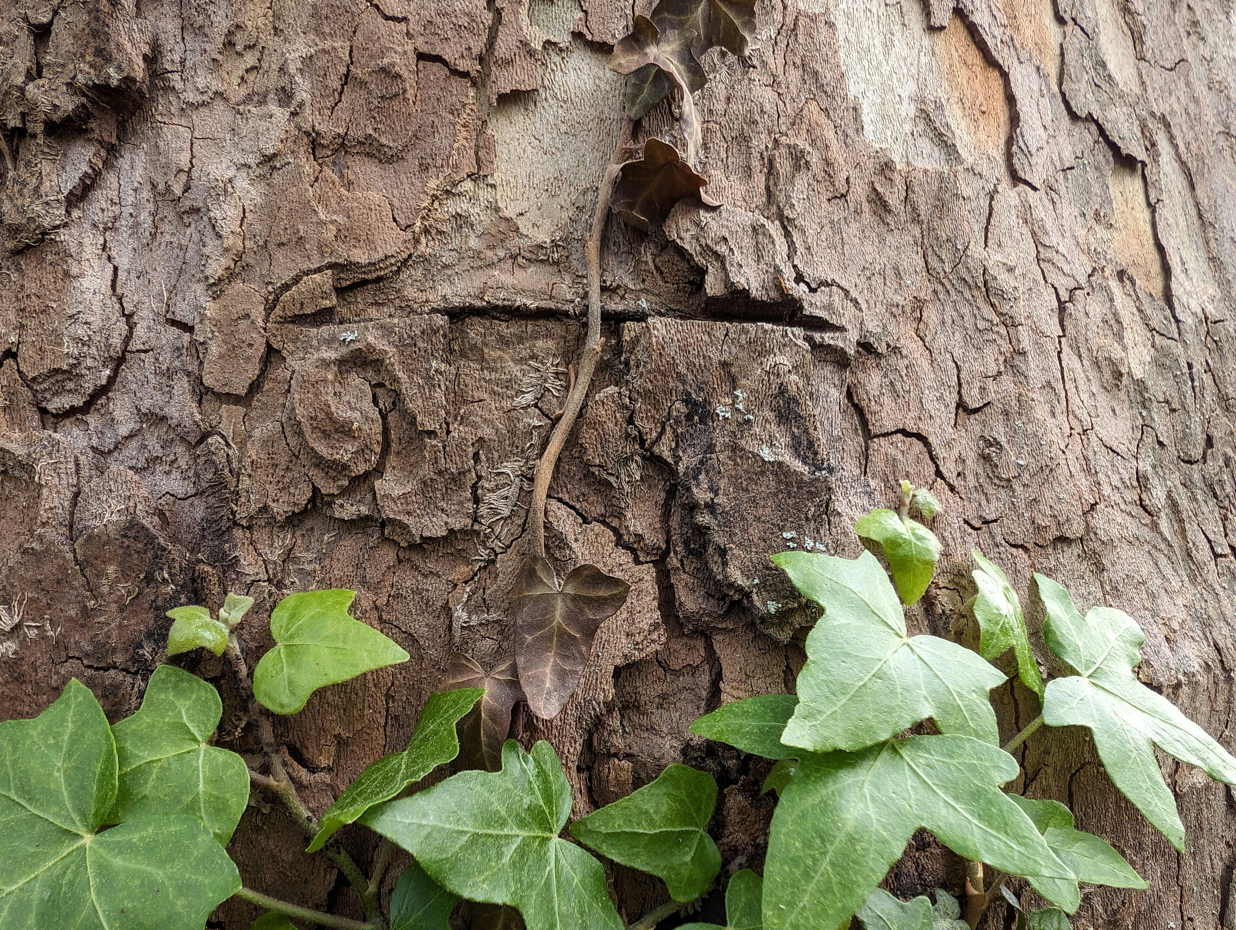 photo-1715931501681-b8aac69a8b59?ixid=M3wxMjA3fDB8MXxzZWFyY2h8MTV8fHRob3JuJTIwcmlwcGVyJTIwbG9jYXRpb258ZW58MHx8fHwxNzYzNjY4ODU2fDA\u0026ixlib=rb-4.1.0