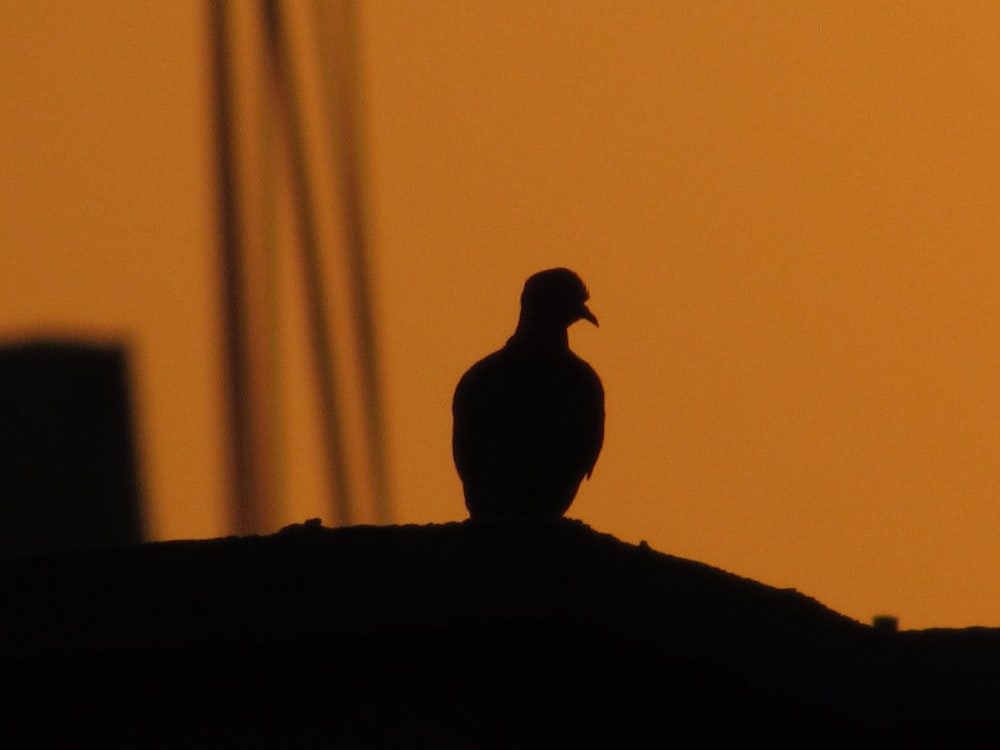 a bird sitting on top of a roof at sunset