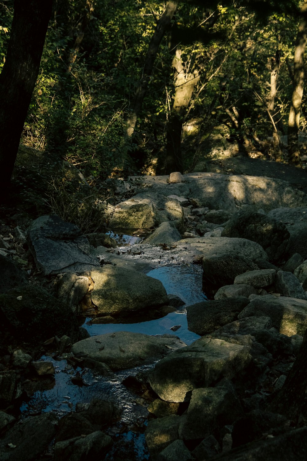a stream running through a lush green forest