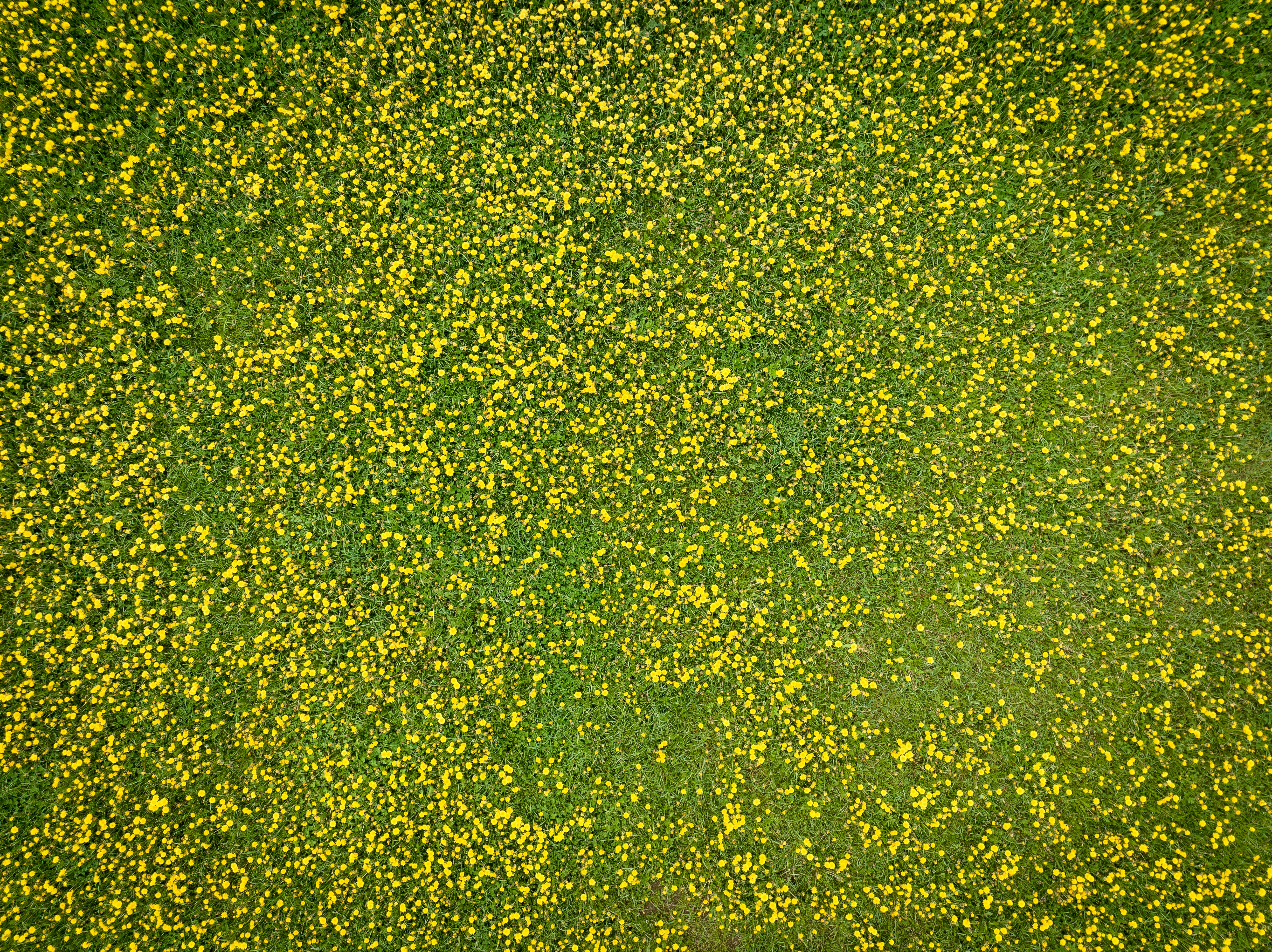 pollen allergy landscape, wallpaper, Allergies in High Pollen Areas: A Comprehensive Guide 3