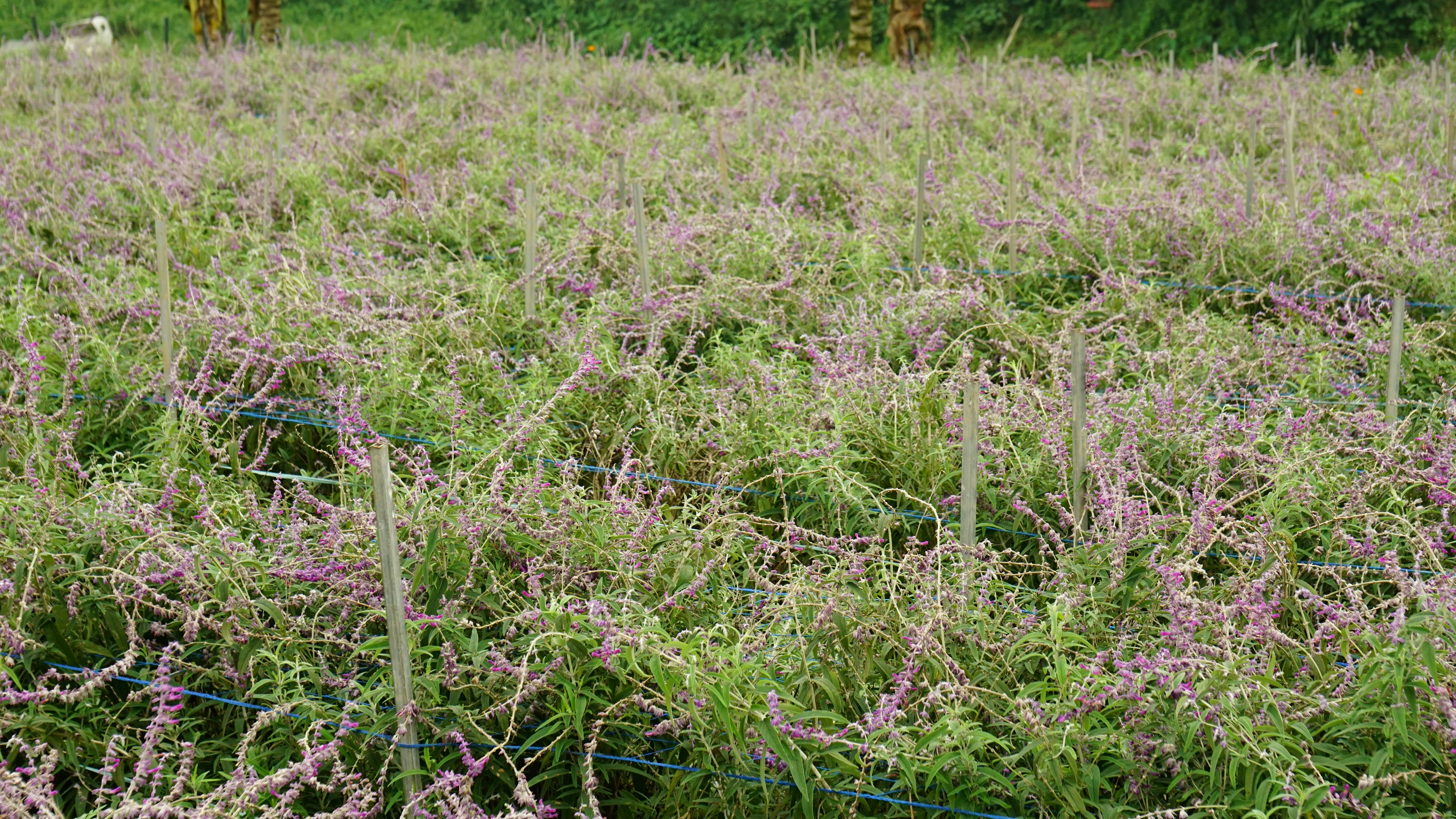 Cultivation Limits, Sampling Procedures and On Farm Best Practices to⁣ Reduce Noncompliance