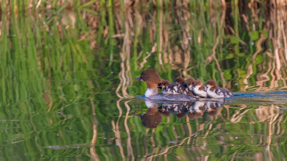 a group of birds sitting on top of a body of water