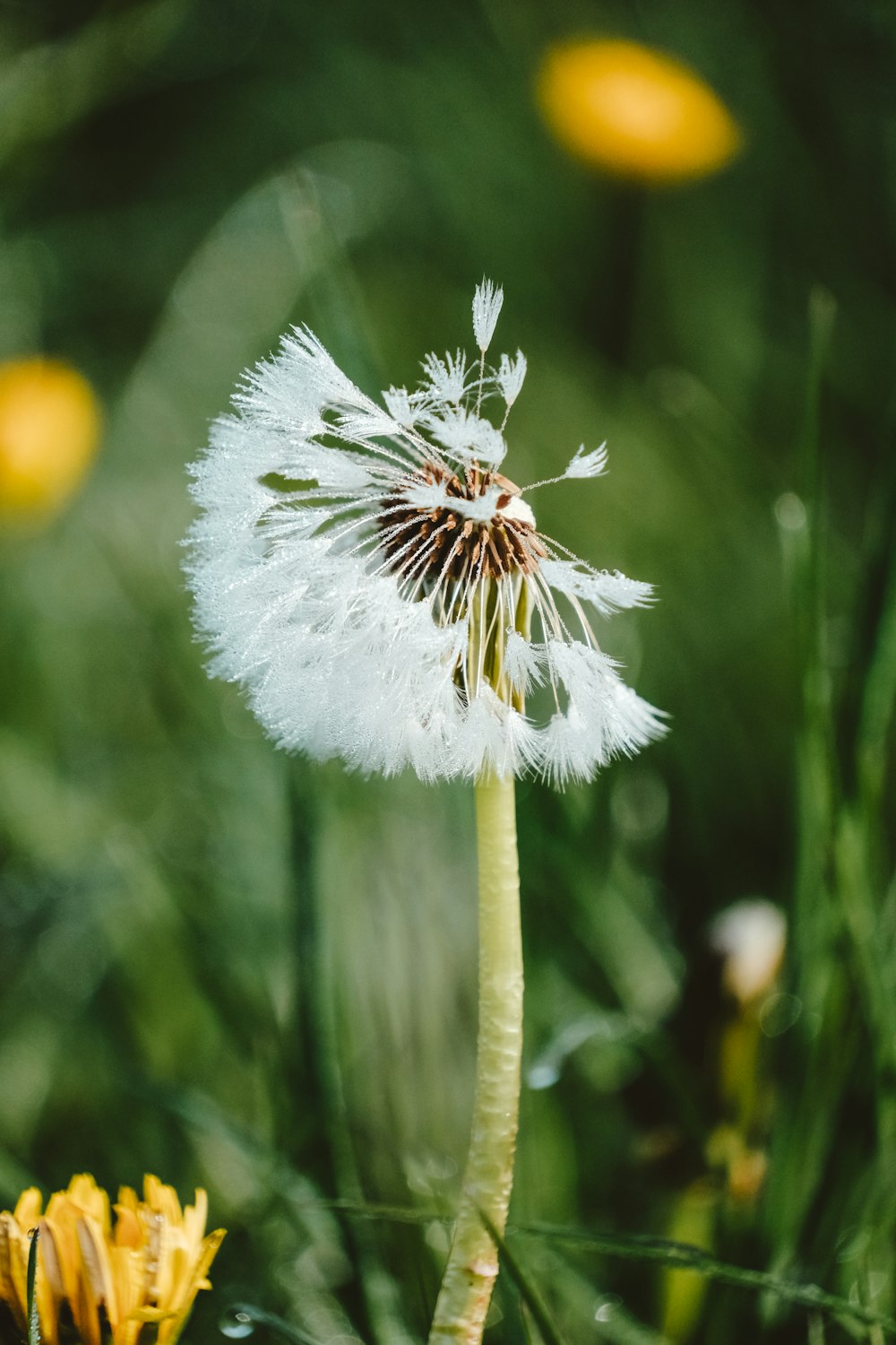 a dandelion in a field of green grass