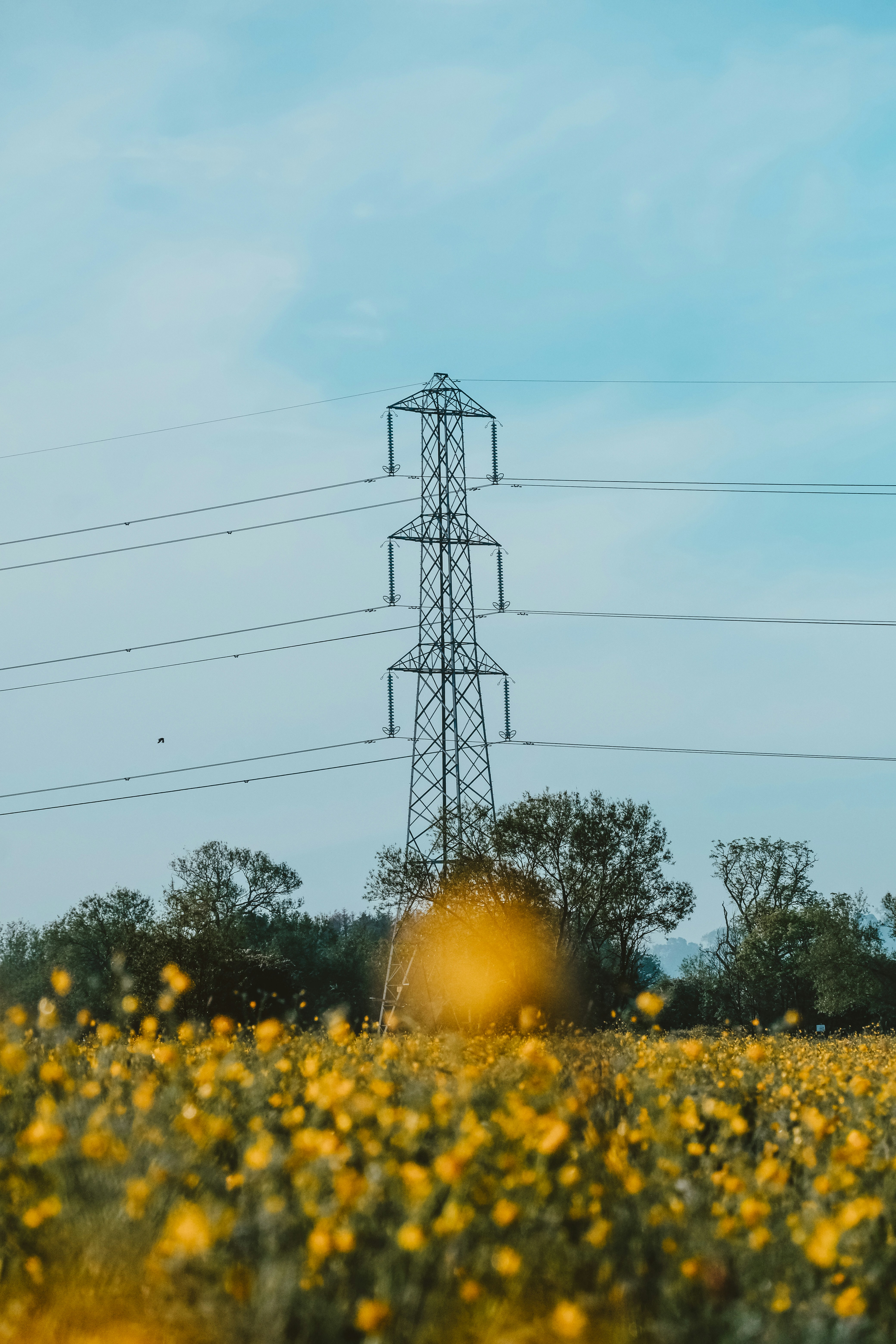 a field of yellow flowers with power lines in the background