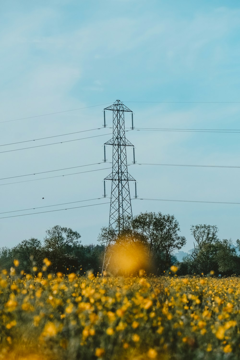 a field of yellow flowers with power lines in the background