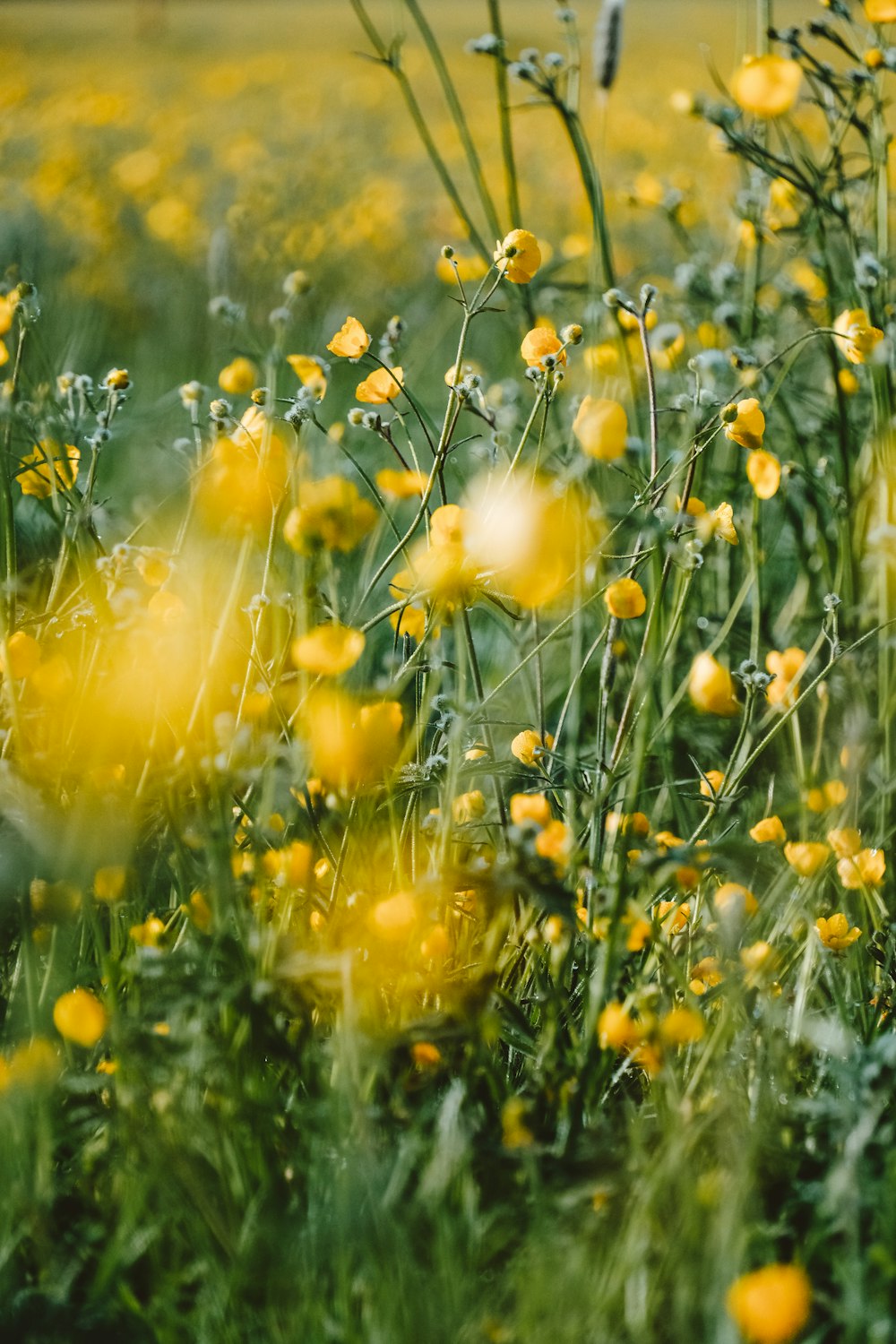 a bunch of yellow flowers in a field